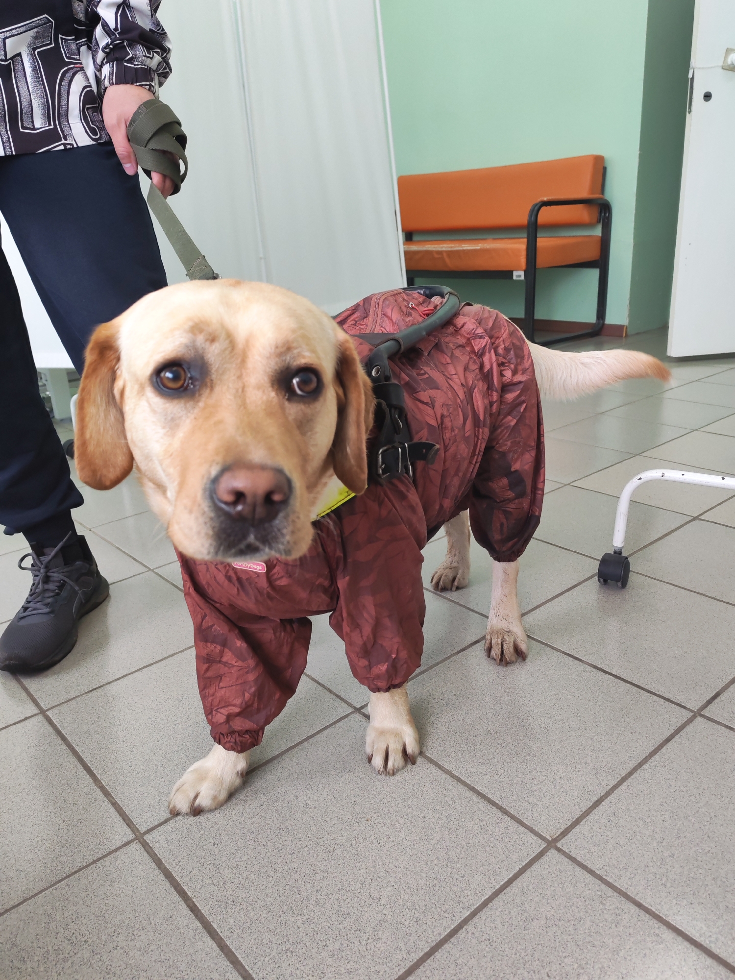 A golden Labrador retriever, wearing a reddish-brown full-body protective suit and a black harness, stands on a light-tiled floor indoors. The dog looks directly at the camera with large, dark eyes, appearing calm and attentive. A person, whose lower body is visible on the left, holds a green leash attached to the dog's harness. The person wears dark pants and black sneakers, with a black and white patterned jacket sleeve visible on their arm.
In the background, a light green wall extends across the middle, with a white wall on the left and a white door on the right. An orange-upholstered waiting bench with black metal arms is positioned against the green wall. A white metal object on wheels, possibly a medical stand, is partially visible on the right side of the floor. The setting appears to be a public indoor space, likely a veterinary clinic or a waiting room, located in Chaikovsky, Russia.
The dog's suit features a subtle pattern, and a small pink label on its chest partially reads "For My Doggy." The indoor lighting is bright and even, indicating daytime.