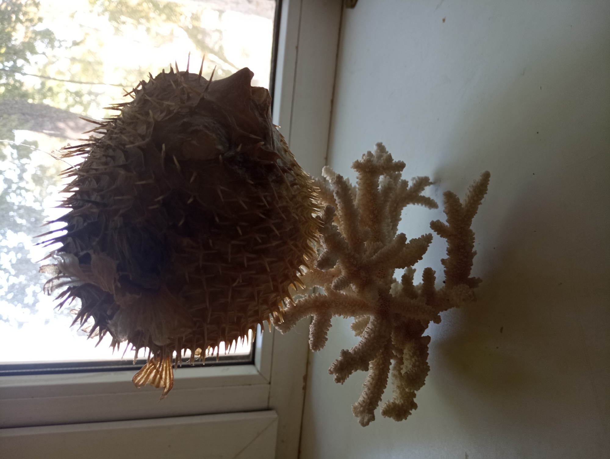 A dried pufferfish mounted on a piece of coral sits on a windowsill, with a window in the background showing trees and sunlight. The pufferfish is positioned to the right of the coral, with its spines extended. The coral is a light beige color and has a branching structure. The windowsill is white. The lighting suggests it is daytime.