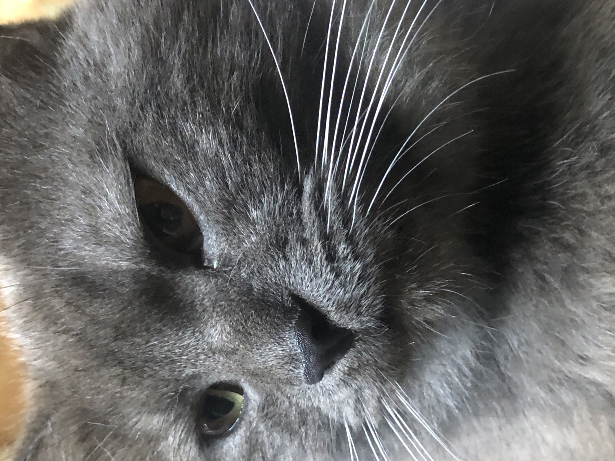 The close-up media file features a grey cat. The cat's face is the sole subject, filling the frame. Its fur is a mix of dark and light grey, with some lighter strands around its nose and mouth. The cat has piercing, yellowish-green eyes, though one eye is partially obscured. Its nose is black and appears slightly moist. White whiskers are prominent, fanning out from its muzzle, with some longer ones extending upwards. The background is mostly out of focus, showing a hint of a light brown surface, possibly a blanket or furniture. The lighting suggests an indoor setting, possibly during the day. The cat's expression could be interpreted as calm or perhaps slightly drowsy. There is no visible text in the media file. The location context is Nachiki, Russia, but this is not visually evident in the image itself.