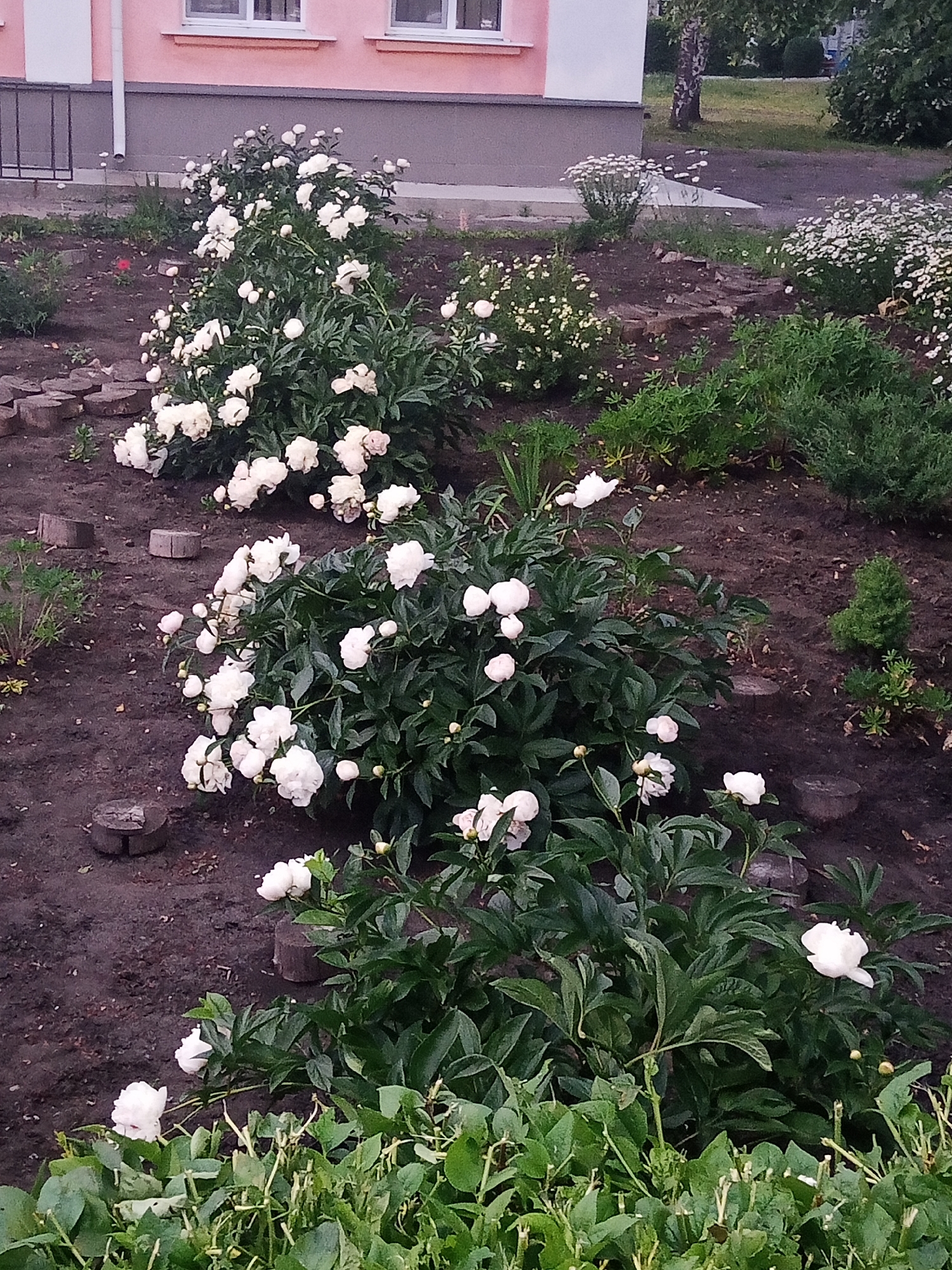 The image shows a garden with several bushes of white peonies in bloom. The garden is located in front of a pink building with windows, possibly a residential building. The ground is covered in dark soil with some scattered wood pieces. The background shows greenery and trees. The scene appears to be outdoors on a cloudy day, possibly in the city of Panino, Russia. There are no people or animals visible in the image.