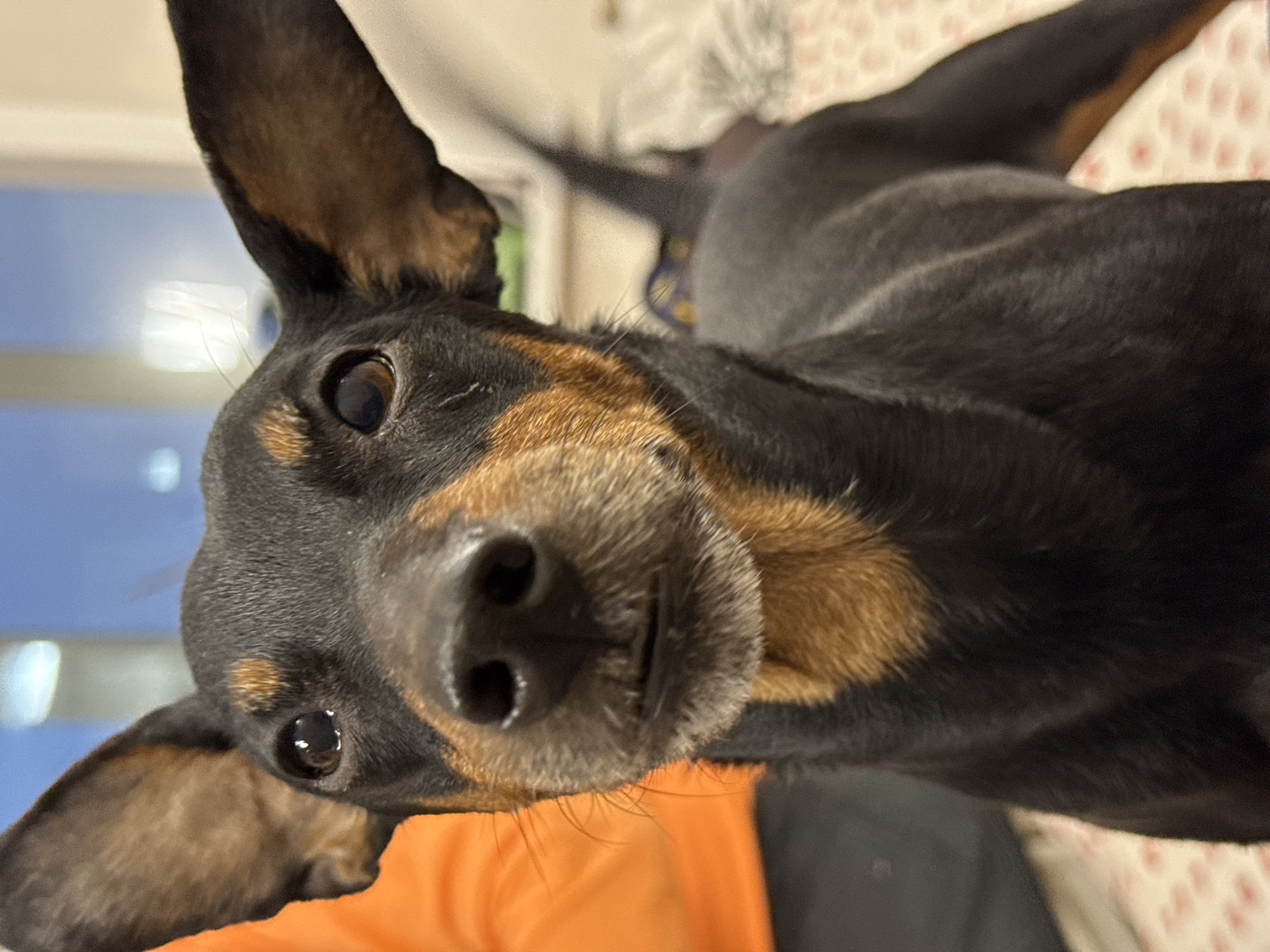 A close-up, slightly distorted view of a black and tan dog, likely a Miniature Pinscher, is shown. The dog is positioned very close to the camera, emphasizing its snout and facial features. The background is indistinct but appears to include light-colored bedding and possibly a blue wall. An orange shirt is also visible in the lower portion of the frame. There is no indication of the location being in Perm, Russia, or any other specific location. There is no data in the image to indicate city location.