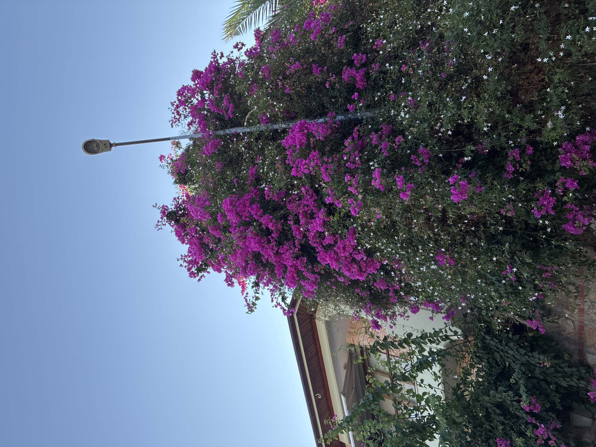 A vibrant bougainvillea plant, laden with bright magenta flowers, climbs a pole supporting a streetlamp. The plant also features smaller white star-shaped flowers. To the left of the bougainvillea, a portion of a light-colored building with a brown-tiled roof and balconies is visible, partially obscured by green foliage. The scene appears to be an outdoor setting, likely in the city of Alanya, Turkey, under a clear blue sky.