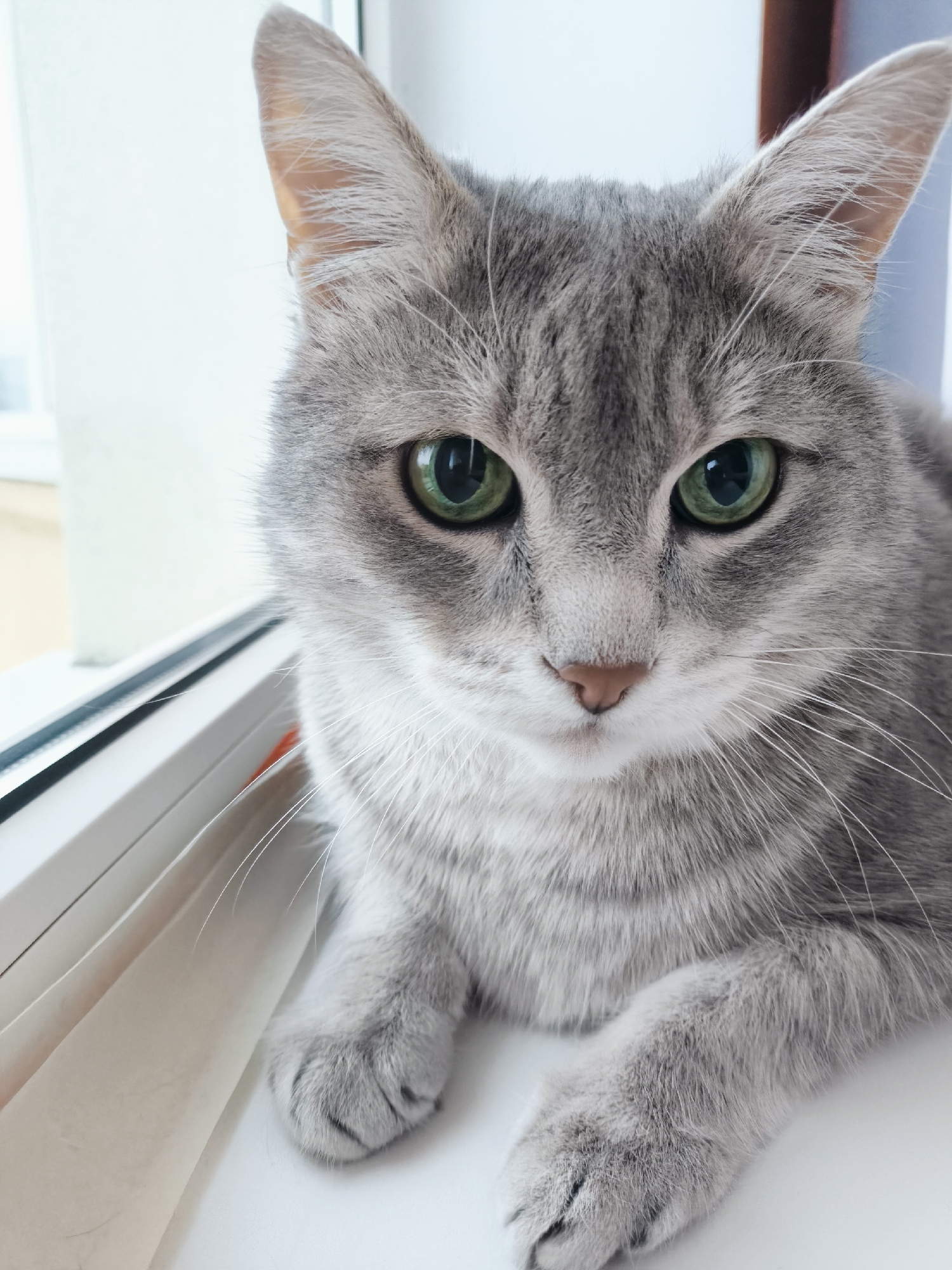 A close-up, eye-level shot shows a domestic shorthair cat with grey tabby markings and bright green eyes. The cat is positioned on a white windowsill, looking directly at the camera. The background is out of focus, but appears to be an indoor setting with a window. The lighting is bright, coming from the left side of the frame. The cat's paws are visible in the foreground, and its ears are perked up. There are no people or other animals visible in the image.