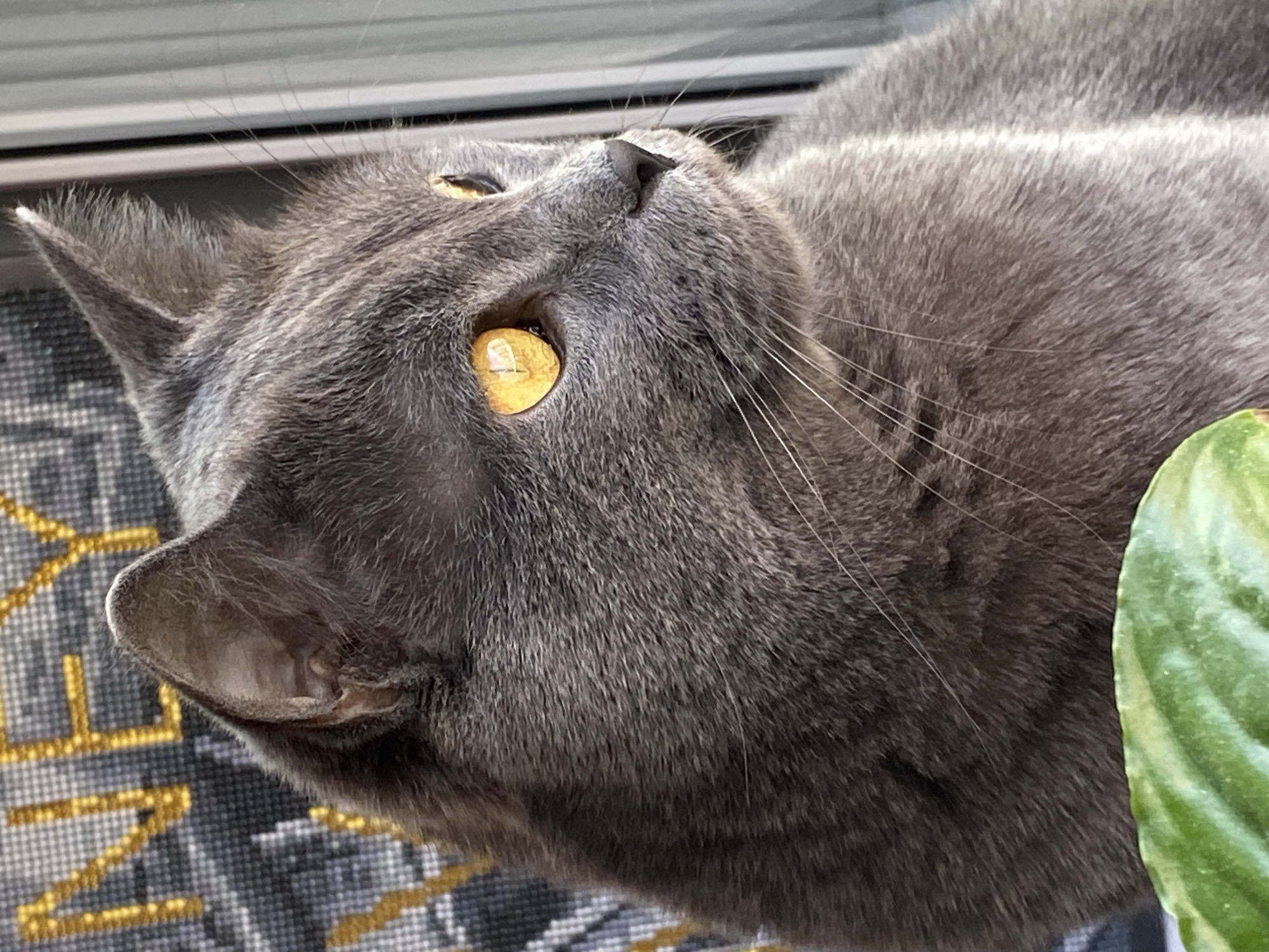 A close-up, angled photograph shows a gray cat lying down. The cat's head is tilted up towards the left, with golden eyes looking upward. Its gray fur is visible in detail, along with its whiskers and nose. The background includes a patterned rug in shades of gray and gold, as well as a green plant leaf partially visible on the right side of the frame. There's no indication of the city Votkinsk, Russia, or any people.