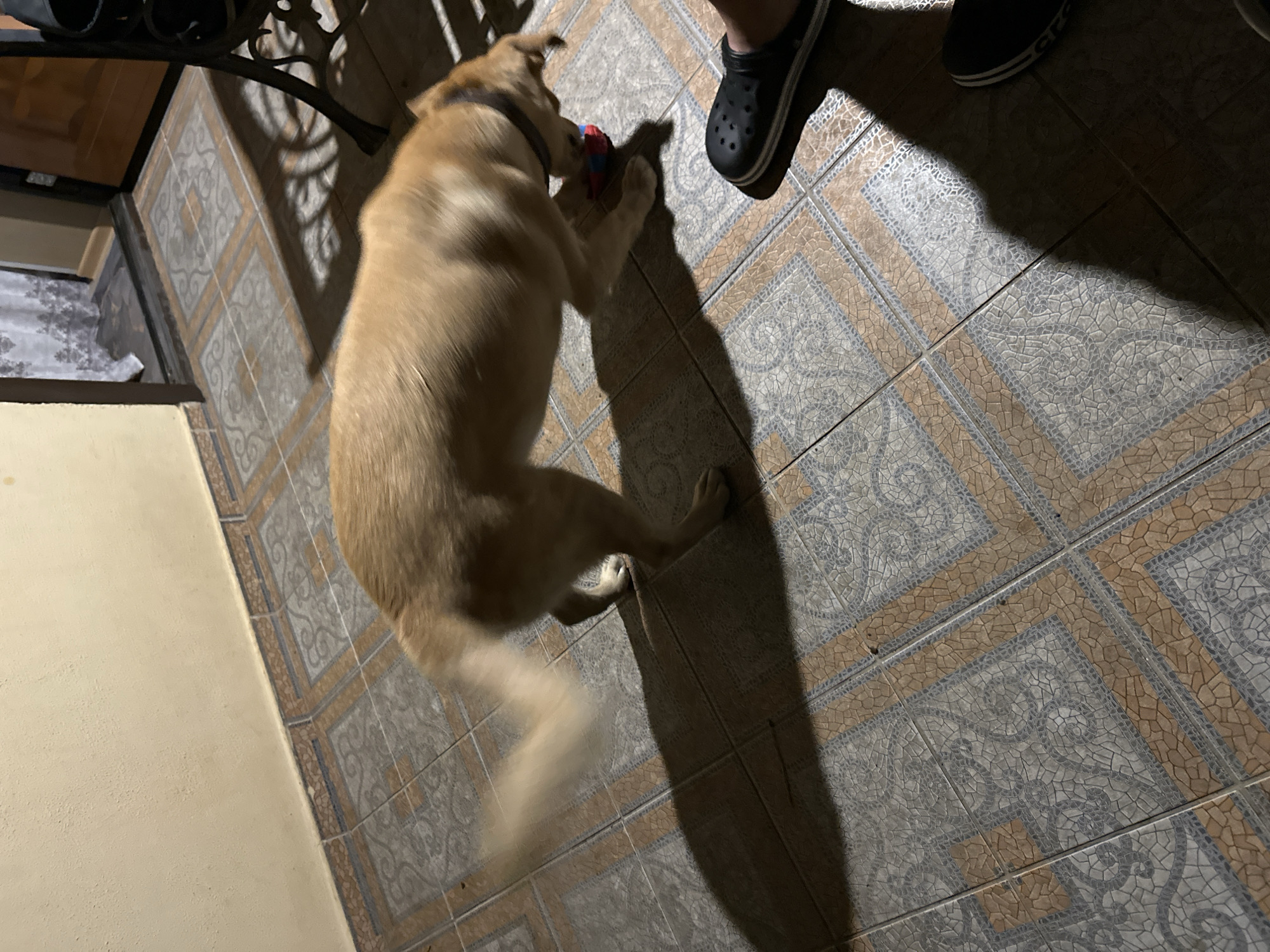 A light brown dog is playing with a blue and red toy on a tiled floor. The dog is in motion, with its tail blurred. A person's foot wearing a black Croc is visible in the lower right corner of the image. The background shows a wall and what appears to be an open doorway with a curtain. The lighting suggests it is either early morning or late evening. This scene is not located in Sochi, Russia.