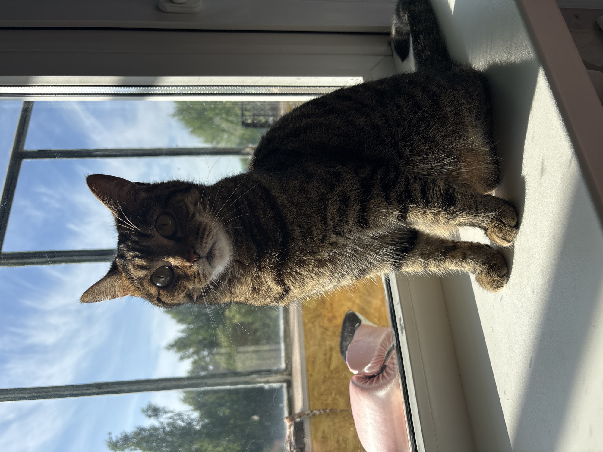 A tabby cat sits attentively on a white windowsill, looking directly into the camera. The cat's fur features distinct brown and black stripes, and its large, round eyes appear to be green or amber, reflecting the light. Its ears are perked forward, and long whiskers frame its face.
The scene is set indoors, with the cat positioned against a window that offers a clear view of the outdoors. Through the window, a bright blue sky with faint, wispy clouds is visible, along with the tops of green trees in the distance. Strong, natural light enters from the left, casting pronounced shadows of the cat's body and the window frame onto the pristine white windowsill and wall. This bright illumination highlights the textures of the cat's fur.
The window itself is a multi-pane design with white frames, suggesting a modern or well-maintained interior. A soft, pinkish reflection, possibly from an indoor object or clothing, is faintly visible in the lower right pane of the window. The overall atmosphere is peaceful and bright, capturing a moment of feline curiosity in a sunlit setting. No text is visible in the image. The location is Chaikovsky, Russia.