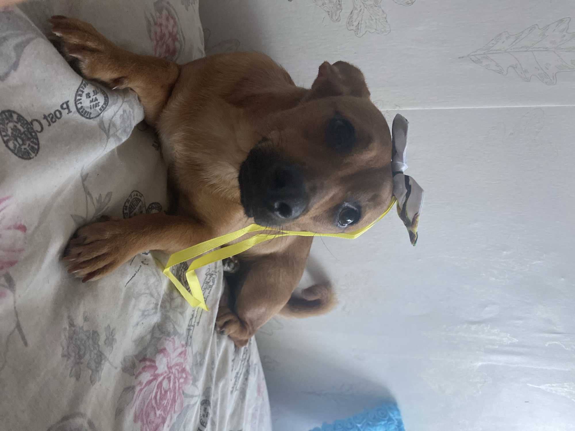 A medium shot captures a medium-sized brown dog with a yellow ribbon tied in a bow on its head, resting on a bed with floral patterned sheets. The dog is positioned in the center of the frame, looking directly at the camera with large, expressive eyes. Its ears are perked slightly, and its tail is curled behind it. The background consists of a white wall with a subtle leaf pattern wallpaper and a hint of a blue object on the right. The lighting is soft, suggesting an indoor setting. The image is consistent with a home environment, and while it's impossible to definitively pinpoint the location to Blagoevgrad, Bulgaria, without further context, the scene depicts a common domestic setting.