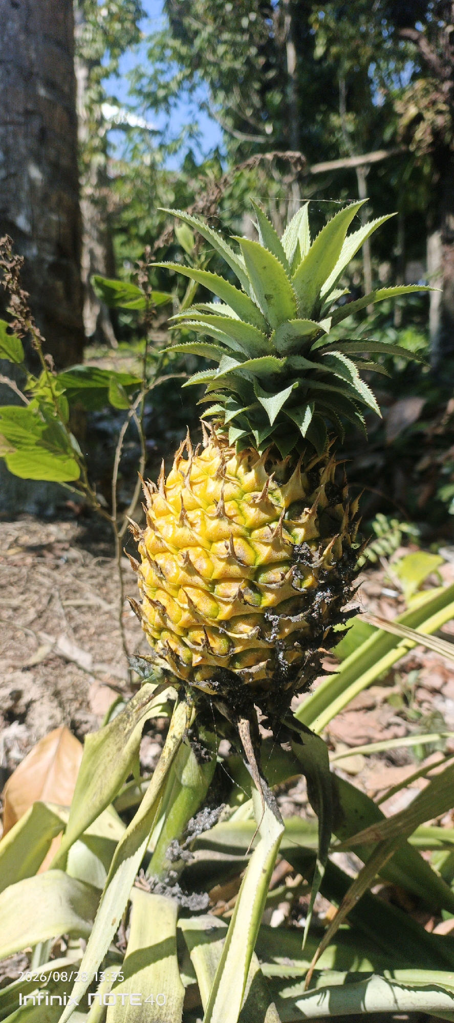 A close-up, vertical, outdoor, natural light photograph captures a ripe pineapple growing on its plant. The pineapple is predominantly yellow with green leafy fronds extending upwards. The fruit's exterior is textured with hexagonal segments, and some segments display a dark, sooty mold growth, indicating potential pest infestation or decomposition. Fine strands of spiderwebs are visible on the pineapple and its surrounding leaves. The background consists of a blurred natural environment with trees, foliage, and dappled sunlight. The bottom of the image displays a timestamp "2026/08/23 13:35" and "Infinix NOTE 40". This scene is located in the village of Sidodadi, Indonesia, a rural area characterized by lush vegetation.