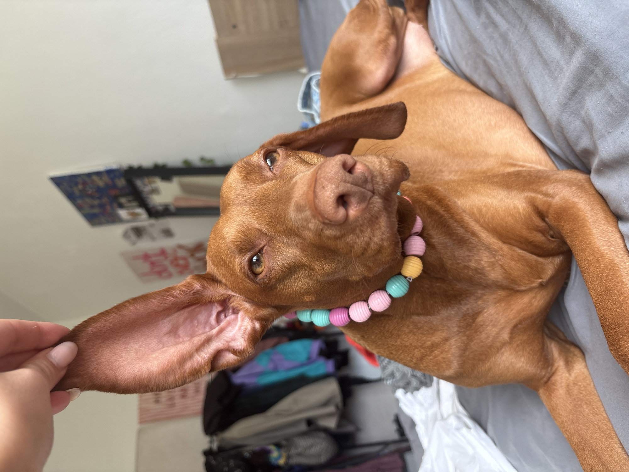 A brown Vizsla dog is the central subject of this indoor, close-up shot. The dog is lying on its back or side on a grey bed or couch, with its head tilted and eyes looking directly towards the viewer. Its expression appears relaxed and curious. One of its large, floppy ears is gently held by a human hand, which has light skin and short, manicured nails. The dog wears a colorful collar composed of large, round, pastel-colored beads in shades of pink, light blue, mint green, yellow, and lilac.
The setting is a room, likely a bedroom or living area, during what appears to be daytime. The background is out of focus, revealing a light-colored wall with indistinct shapes that could be posters or frames. Other blurred objects, possibly clothing or belongings, are visible in the deeper background. No specific visual cues within the image indicate its location as Sofia, Bulgaria. There is no visible text. The image conveys a moment of affectionate interaction or play between the dog and a person.