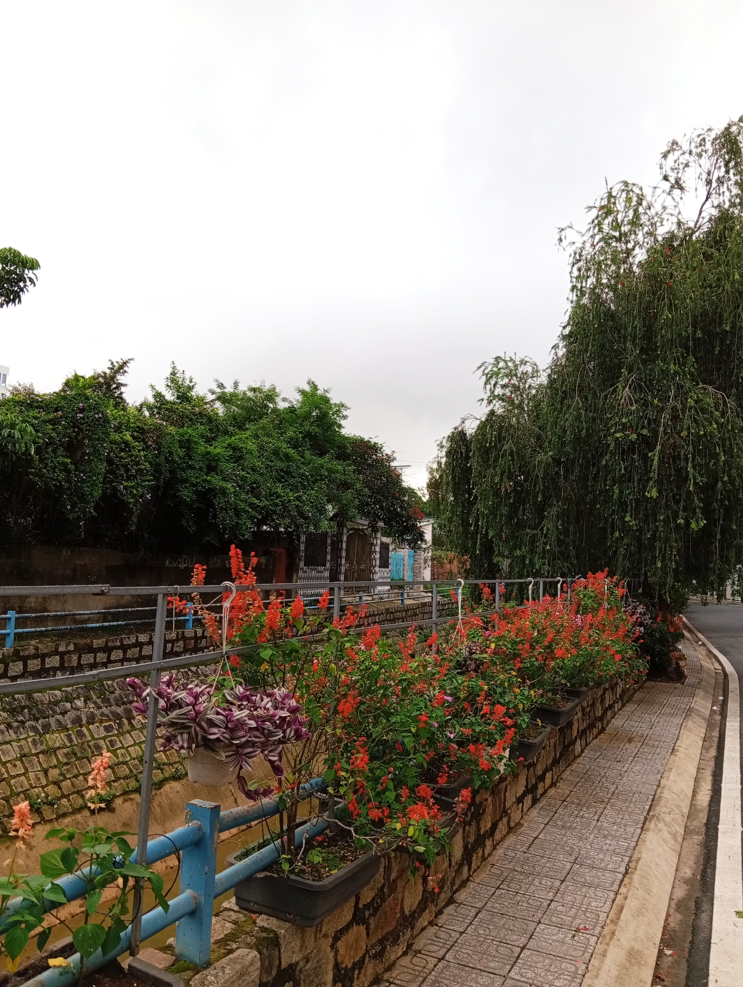 This vertical photograph captures a vibrant urban canal scene in Xuân Hương - Đà Lạt, Vietnam, under an overcast sky. The image focuses on a section of a narrow waterway running parallel to a paved sidewalk and road.
On the left, a stone-lined canal is partially visible, featuring a prominent blue and silver metal railing. Hanging baskets with purple and white variegated plants are suspended from this railing, while the canal bank below is adorned with potted orange and peach-colored flowers and green foliage. Dense green trees and bushes line the far bank of the canal, forming a lush backdrop, through which glimpses of buildings and an ornate gate can be seen.
To the right of the canal and railing, a textured paved sidewalk, composed of square patterned tiles, extends into the background. Along the edge of the sidewalk, a continuous row of dark potted plants overflows with vivid red-orange flowers, creating a bright floral border. Adjacent to the sidewalk is a paved road, marked by a distinct white line. Large trees with characteristic weeping branches frame the right side of the road, adding to the verdant surroundings.
The sky is uniformly bright and overcast, suggesting a cloudy day without direct sunlight. There are no people visible in the image, nor is there any discernible text. The scene is static, showcasing the natural beauty and urban landscaping of the area.