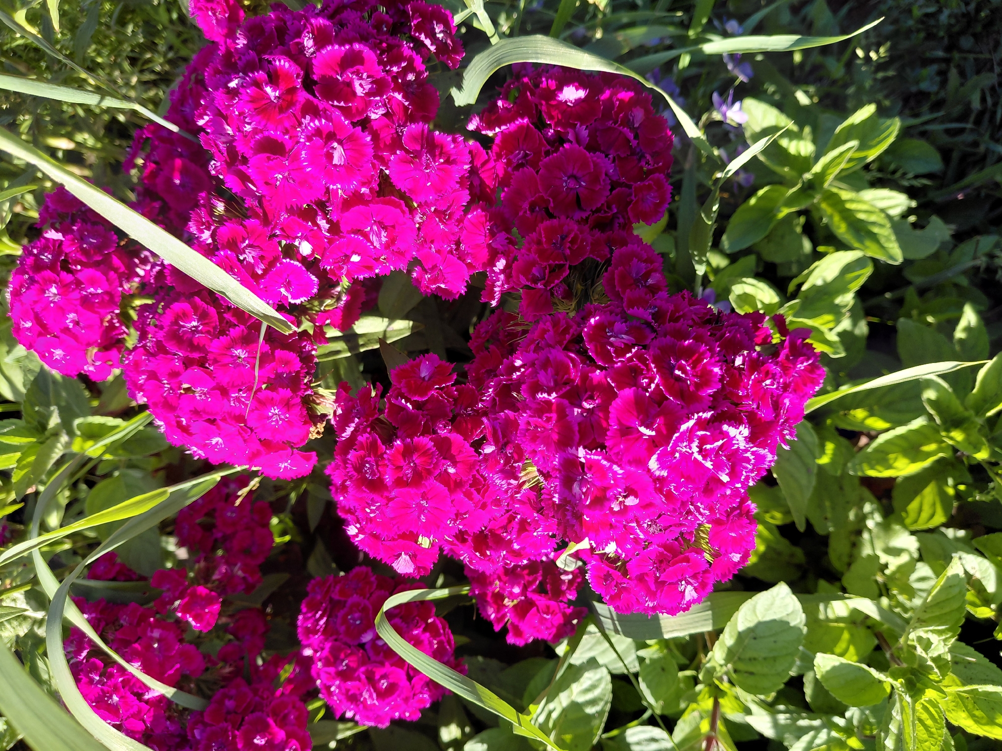 A close-up, high-angle shot captures a cluster of vibrant magenta dianthus flowers in bloom. The flowers are densely packed, with ruffled petals forming pom-pom like shapes. Green, blade-like leaves and other foliage are interspersed among the blossoms, some catching the sunlight and appearing brightly lit. A few thin, long green blades of grass extend from the top and right side of the frame, providing a sense of depth and context. The background consists of out-of-focus green leaves and darker, shadowy areas, suggesting an outdoor garden setting. The image does not depict any people or specific landmarks in Novosyolovo, Russia.