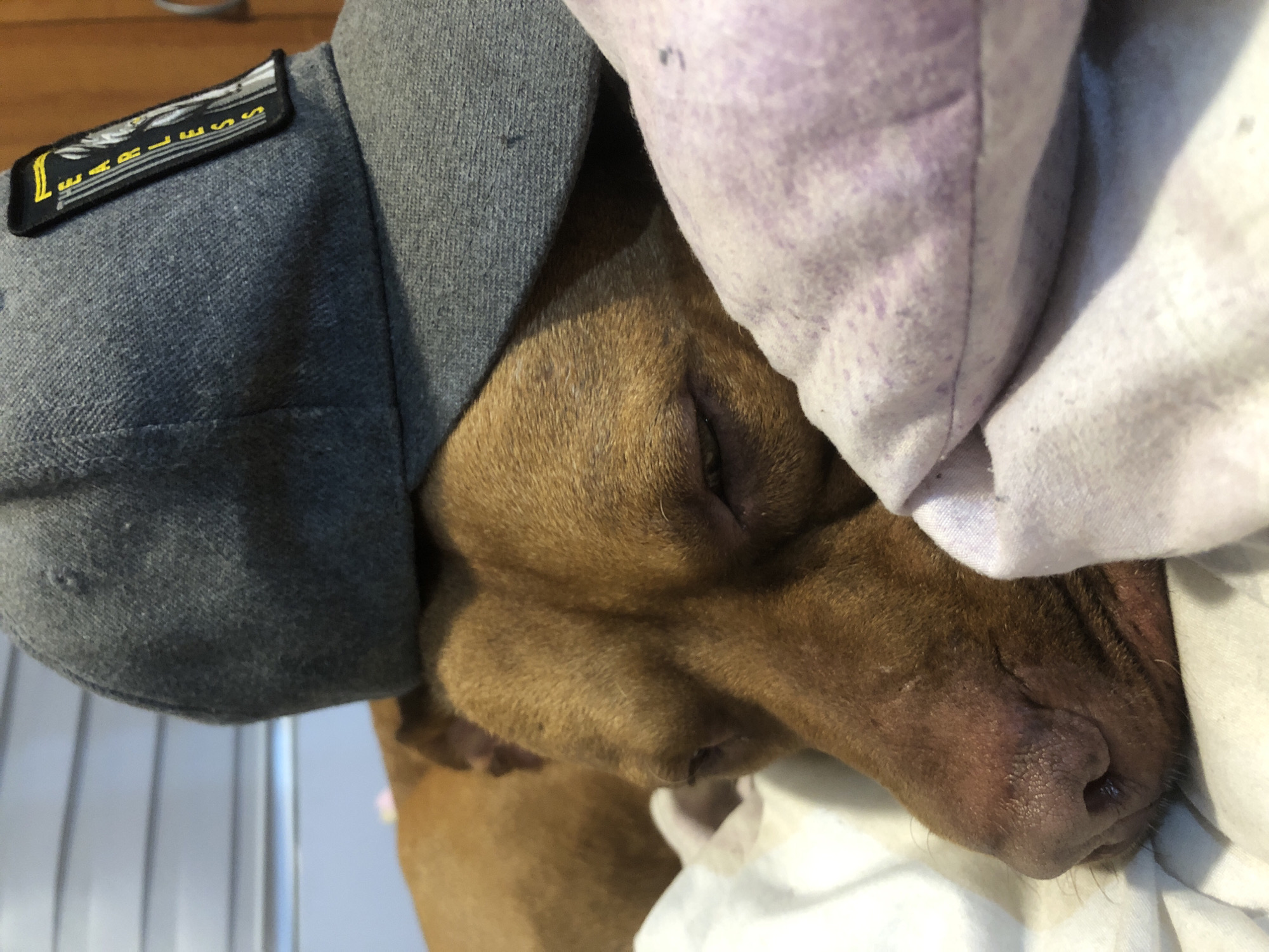 A medium shot of a dog lying down, covered in a light purple blanket and wearing a gray hat with a black and yellow patch. The dog appears to be sleeping with its eyes closed. The environment is indoors, with light reflecting off the surfaces. The location is not determinable from the provided image.