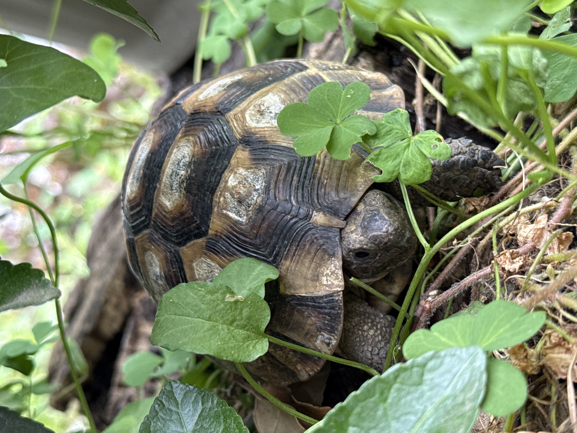 A tortoise is partially obscured by green foliage and brown stems. The tortoise's shell is patterned with light brown and black. A three-leaf clover rests on its shell. The animal's head is visible. A piece of what appears to be wood can be seen in the background. The location is unknown, no objects are present that could identify the location as the city of Burgas, Bulgaria.