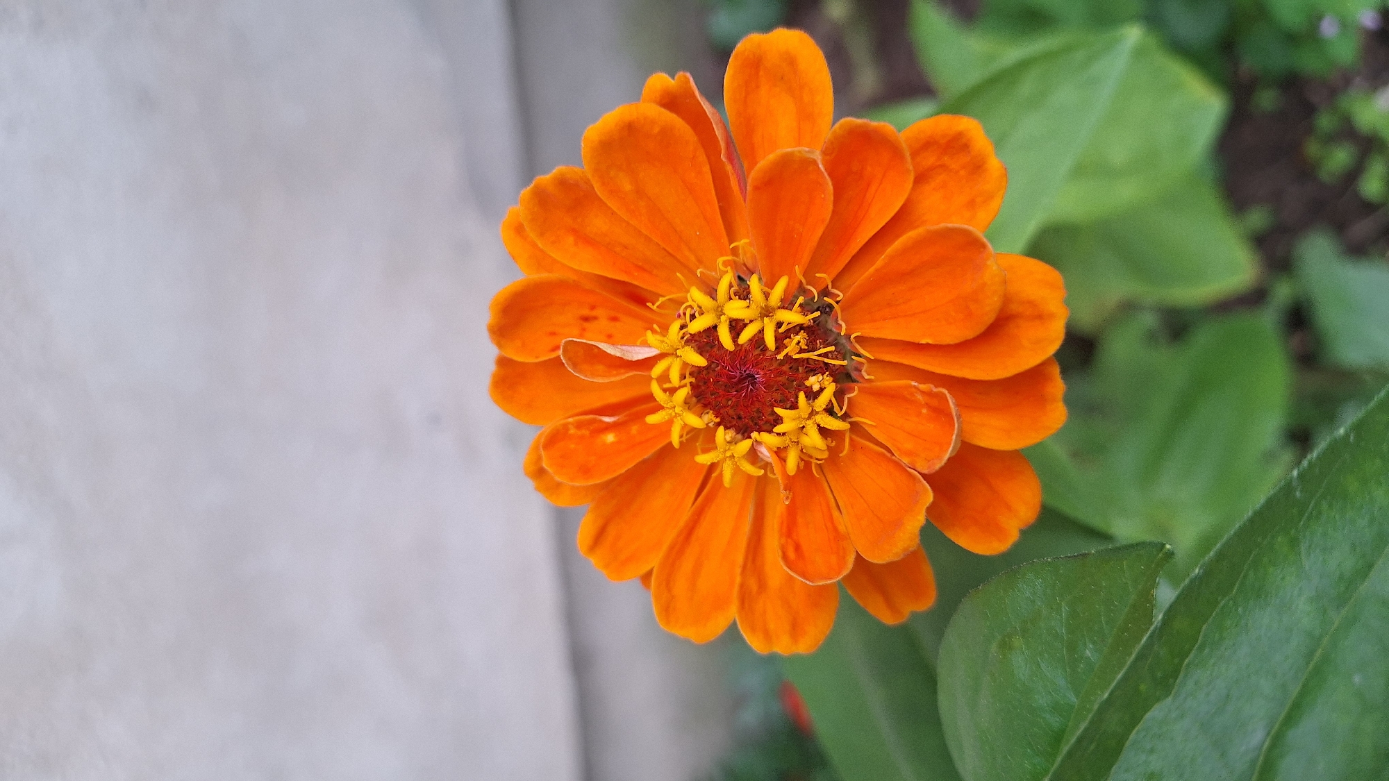 An extreme close-up, vertical, full-frame shot shows an orange zinnia flower in bloom. The flower is centrally framed and occupies the majority of the image. The petals are a vibrant orange with a subtle gradient of shading, and they are arranged in concentric layers. The center of the flower is a darker reddish-brown with small yellow stamen clustered together. The background is out of focus, with a pale grey, textured surface in the upper portion and green foliage in the lower portion. The lighting appears to be natural daylight, casting soft shadows and highlighting the texture of the petals. There are no people or animals visible in the image. The setting is outdoors, likely a garden or park. The image quality is good, with clear focus on the flower.