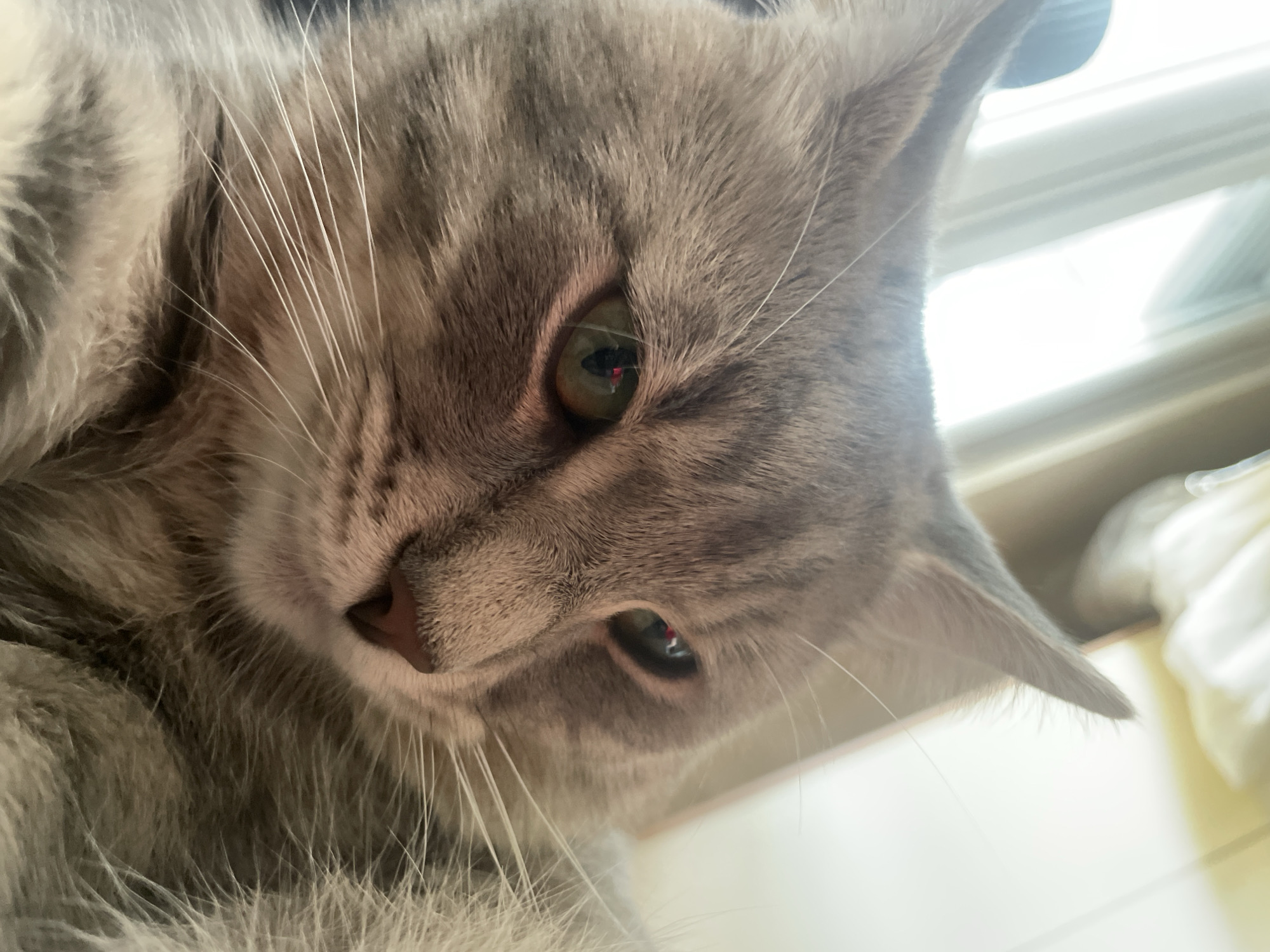 A close-up, high-angle shot captures the face of a domestic short-haired cat, likely a grey tabby, indoors in Novi Sad, Serbia. The cat's head is tilted slightly, and its gaze is directed downwards and to the left, giving it a thoughtful or curious expression. Its fur is a mix of light grey and darker grey stripes, characteristic of a tabby pattern.
The cat's prominent green eyes are a focal point, with a noticeable red reflection visible in both pupils, suggesting the presence of a laser pointer, camera flash, or another light source directly reflecting off its retinas. Long, white whiskers extend from its muzzle. The cat's nose is a soft pinkish-brown, and its mouth is not visible.
In the background, a bright, out-of-focus area suggests a window or another significant light source, indicating it is likely daytime. Parts of what appear to be a wall or light-colored furniture are also vaguely visible. The overall lighting is soft but bright, highlighting the texture of the cat's fur and whiskers. No text is visible in the image.