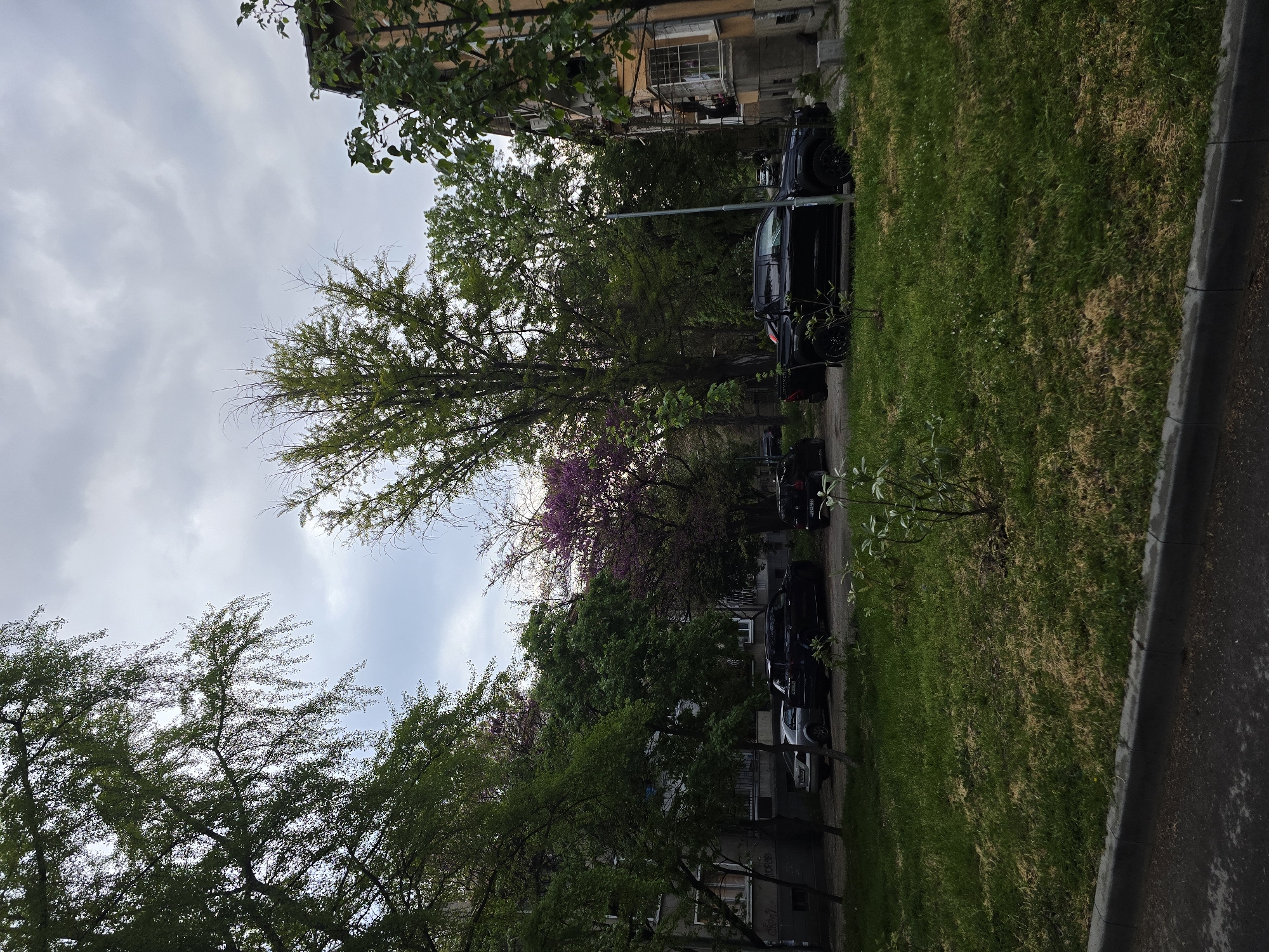 The image, originally oriented 90 degrees clockwise, captures an overcast daytime street scene in what appears to be a residential area of Plovdiv, Bulgaria.
In the foreground, a verdant strip of grass runs parallel to a paved street, separated by a concrete curb. The grassy area shows some patches of dry or sparse grass amongst the lush green. A row of dark-colored cars, including sedans and SUVs, are parked alongside the street.
The middle ground is dominated by numerous trees, some with full canopies of fresh green leaves, while others are still in the process of leafing out. A prominent tree near the center displays striking purple blossoms, indicative of springtime. Behind the trees and cars, parts of multi-story residential buildings are visible, characterized by their older architecture, windows, and balconies.
The sky is completely overcast with a thick layer of grey clouds, suggesting a cloudy day without direct sunlight. No people are present in the scene. A partial European-style license plate is faintly visible on one of the parked cars, appearing to be "P4544". Some indistinct writing or graffiti can be seen on a building wall in the background. The overall atmosphere is quiet and subdued under the cloudy sky.