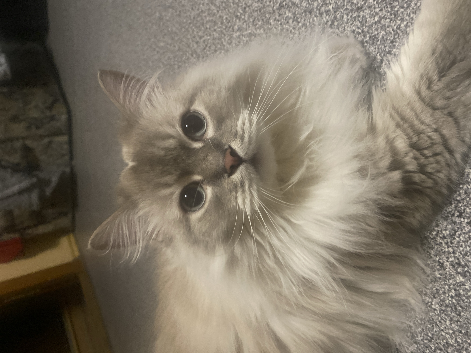 A fluffy, light-colored cat with grey markings is lying on a grey carpeted floor. The cat is looking directly at the camera with its large, round eyes. Its ears are pointed upwards, and its whiskers are prominent. The background is blurred but appears to be an indoor setting with some furniture visible. The scene is well-lit, allowing for clear detail of the cat's fur and facial features. There is no indication of the cat's location in Lobacheve, Ukraine.