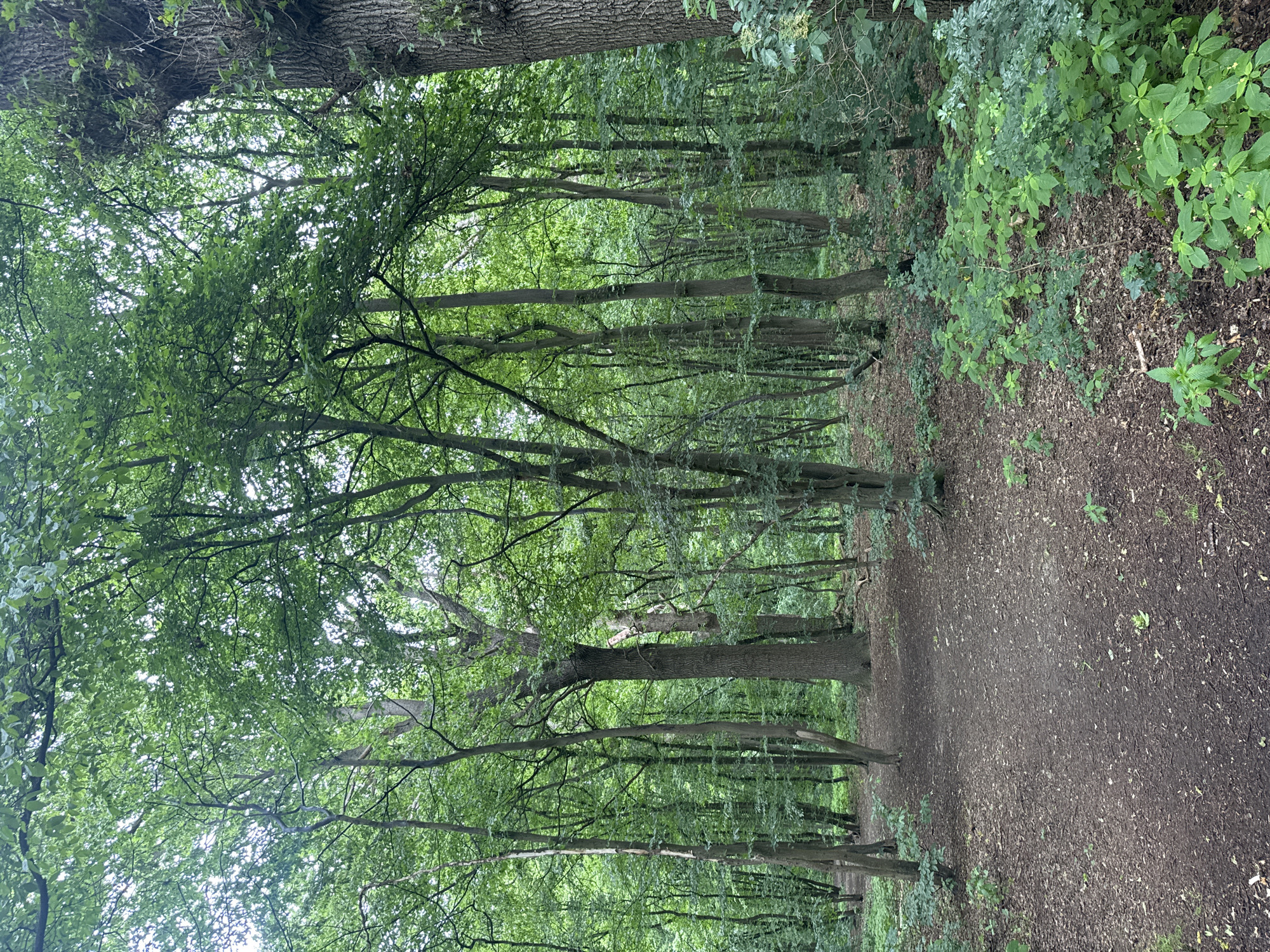 The image depicts a dense forest with a dirt path winding through it. The trees are tall and leafy, creating a canopy that filters the sunlight. The ground is covered in fallen leaves and twigs. The forest floor is also dotted with lush green undergrowth. The path appears to be well-worn, suggesting it is frequently used. There are no people or animals visible in the image. The overall atmosphere is one of natural tranquility.