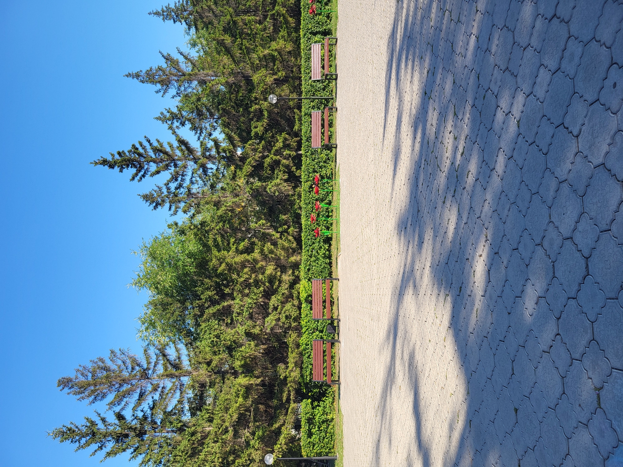 The image depicts a park area in Petropavl, Kazakhstan. The foreground is a paved walkway with a distinctive clover-shaped pattern of interlocking concrete pavers, casting dappled shadows from unseen trees. In the mid-ground, a low, neatly trimmed green hedge runs horizontally across the frame, separating the walkway from a line of evergreen trees behind it.
Positioned along the hedge are several dark-colored wooden park benches with metal frames. Between some of the benches, red decorative flower sculptures, possibly representing tulips, are visible. A lamppost with a spherical light fixture stands to the left of center. The background is dominated by a dense line of tall evergreen trees, likely spruce or fir, against a clear, bright blue sky. The overall impression is of a well-maintained public park on a sunny day. There are no people visible in the image.