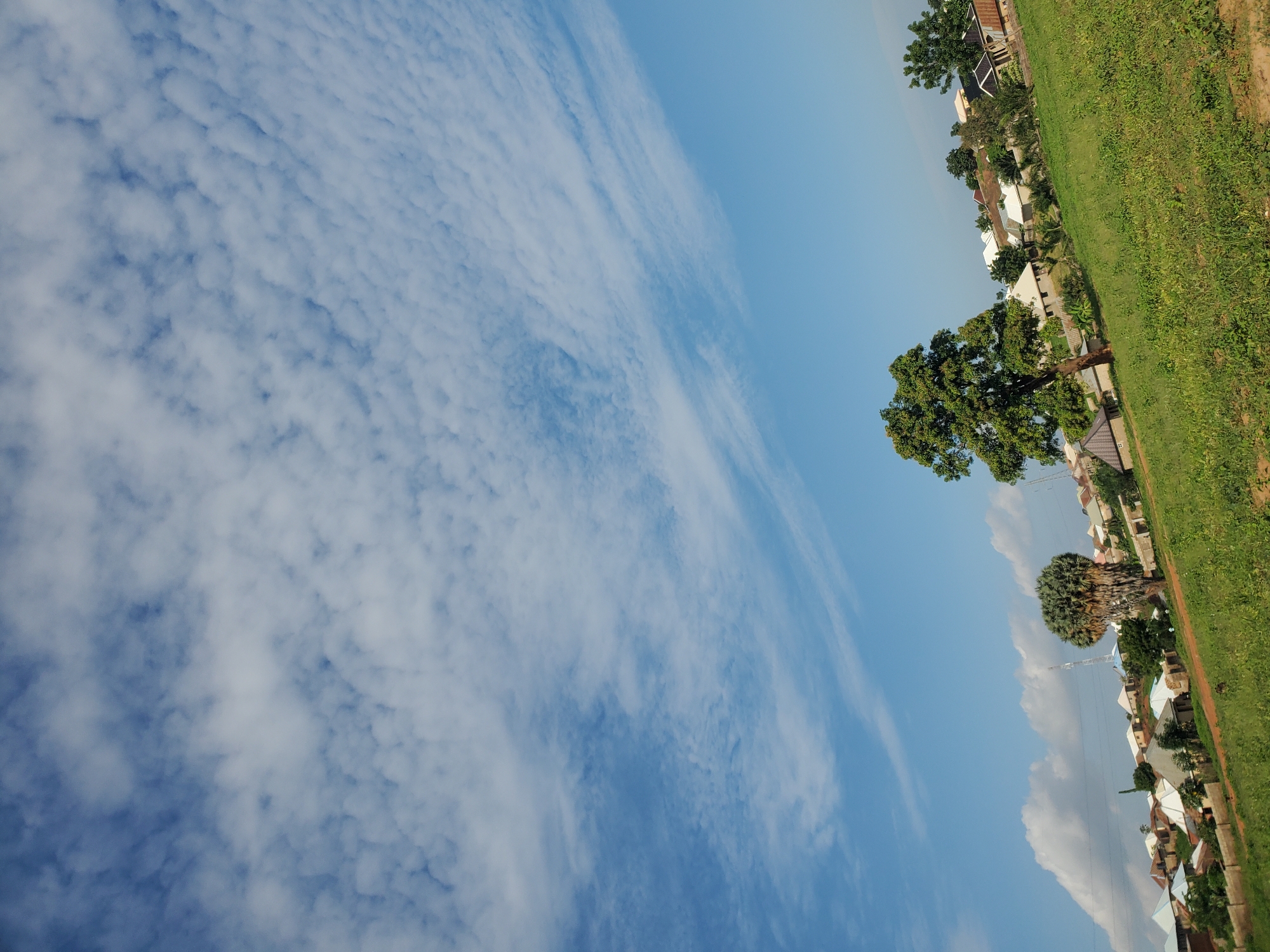 The image depicts an expansive outdoor scene, identified as being in the city of Winters, United States of America. The upper two-thirds of the frame are dominated by a clear blue sky interspersed with numerous white clouds. The cloud cover varies, with the upper right featuring more dense, ripple-like formations, while the upper left shows scattered, smaller cumulus clouds. Streaks of cirrus-like clouds are also visible.
The lower third of the image presents a green, undulating landscape of grass and low vegetation, suggesting a field or open space. A dirt track, reddish-brown in color, is visible traversing the mid-ground. Two prominent trees are key features: a large, leafy tree with a full green canopy stands in the mid-right, while to its left, another large tree with a distinctive, dense, rounded, cauliflower-like crown of foliage and a sturdy trunk is visible.
In the mid-ground and background, numerous residential buildings are clustered, appearing as single-story houses with varied roof colors including white, light blue, and reddish-brown. Some low perimeter walls are visible around these properties. Utility poles and power lines are present on the left side of the residential area, and a tall, slender communication tower rises in the far mid-left background. No people are discernible in the image.