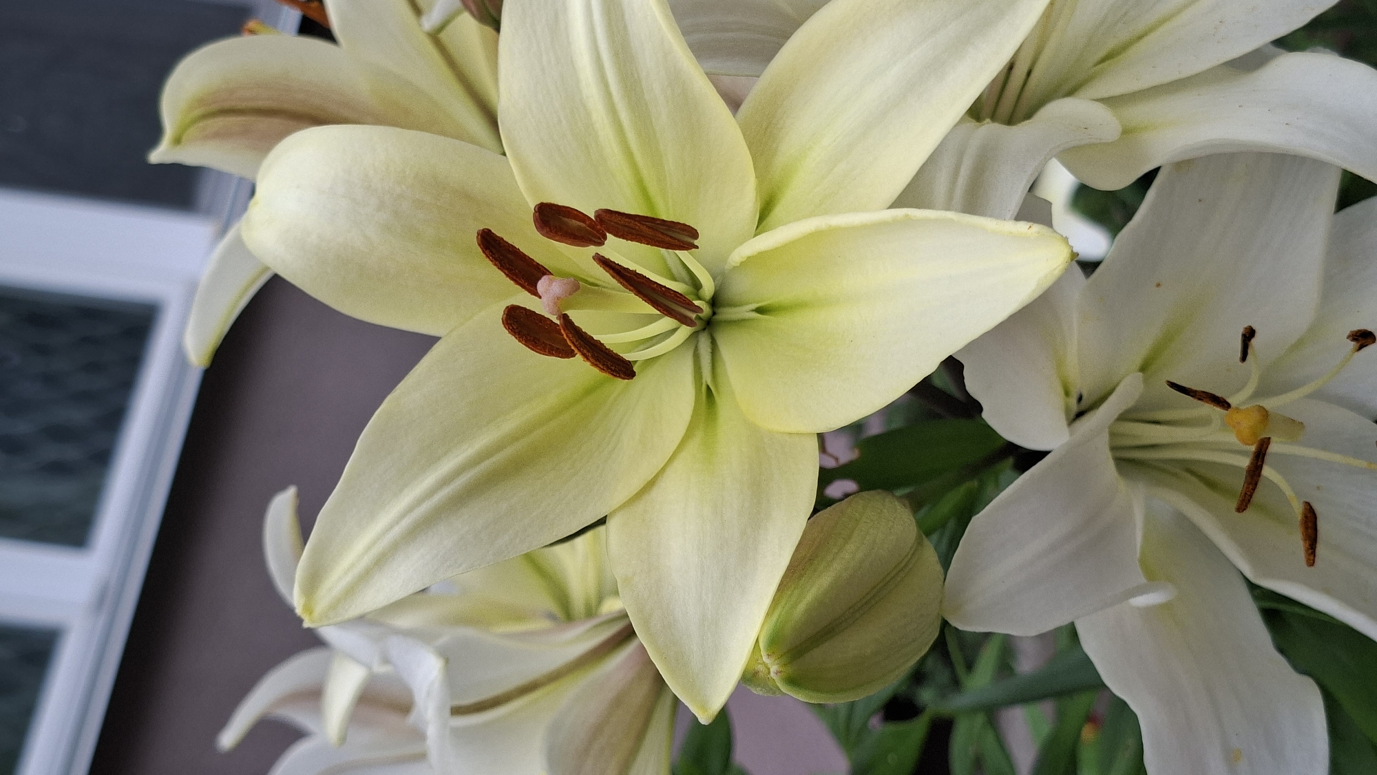 The image is a close-up, eye-level shot of several lily flowers. The prominent lily in the foreground is a pale yellow with some green tinges near its center. Its petals are broad and gently curved, with a slight translucence. The stamen of this flower are visible, tipped with reddish-brown anthers. To the right of this central lily, a white lily is partially visible, with a vibrant yellow stigma at its center and dark brown anthers. Another unopened bud, pale green, is nestled beside the foreground lily. In the background, the out-of-focus shapes suggest other lilies and foliage, creating a soft bokeh effect. The overall impression is one of natural beauty and delicate detail.
The setting appears to be outdoors, with the blurred background possibly hinting at a window frame or an exterior wall with a window. The lighting suggests it might be daytime, with diffused natural light. There is no text visible in the image. The focus is entirely on the floral subjects, showcasing their intricate structures and gentle color palette.