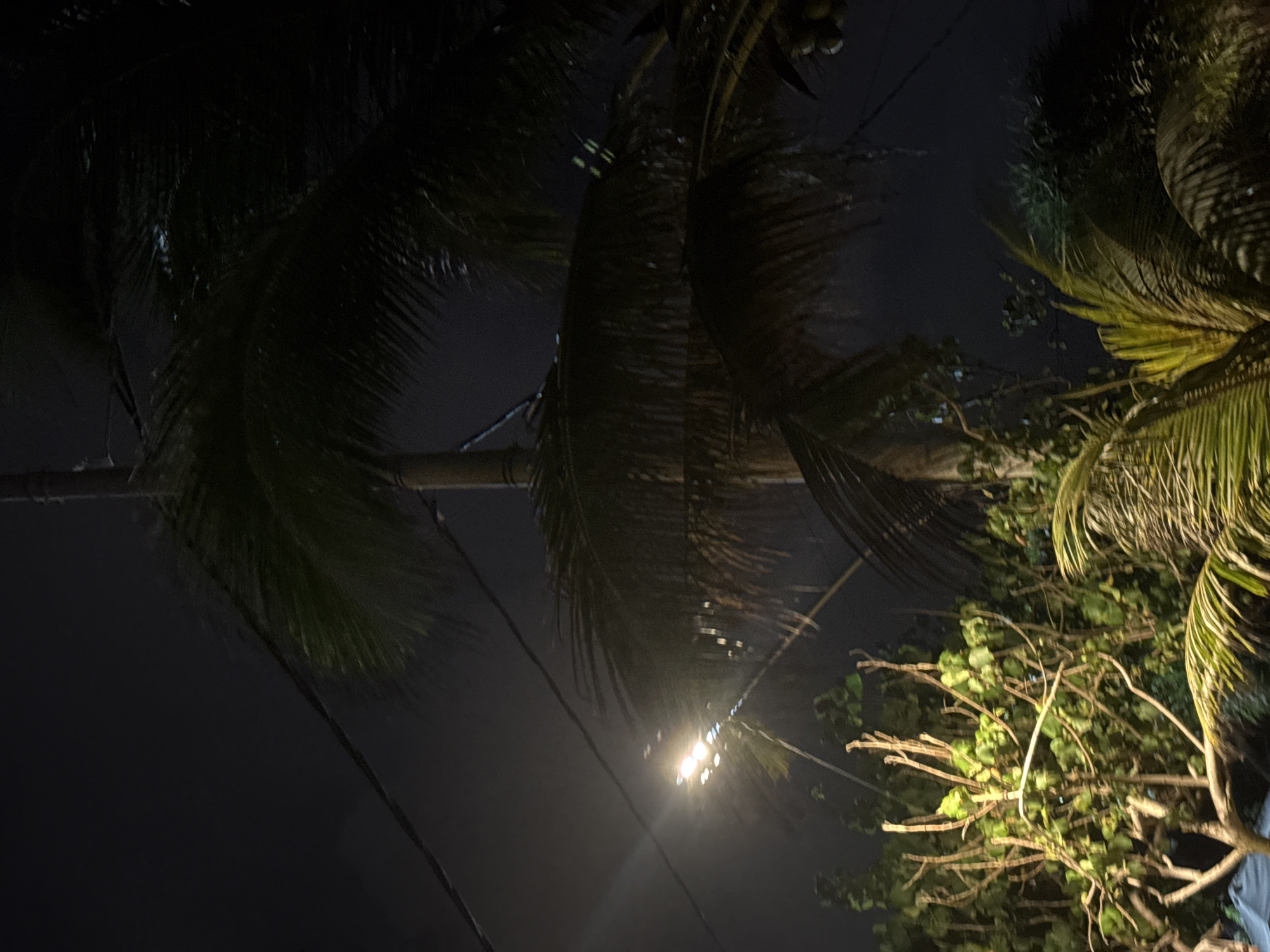 The image shows a nighttime view of palm trees in an urban environment, likely in the city of Unknown, Unknown. A streetlight illuminates the lower part of the frame, highlighting the branches and leaves of another tree. Power lines are visible against the dark sky. The scene suggests an outdoor setting, possibly a street or park.