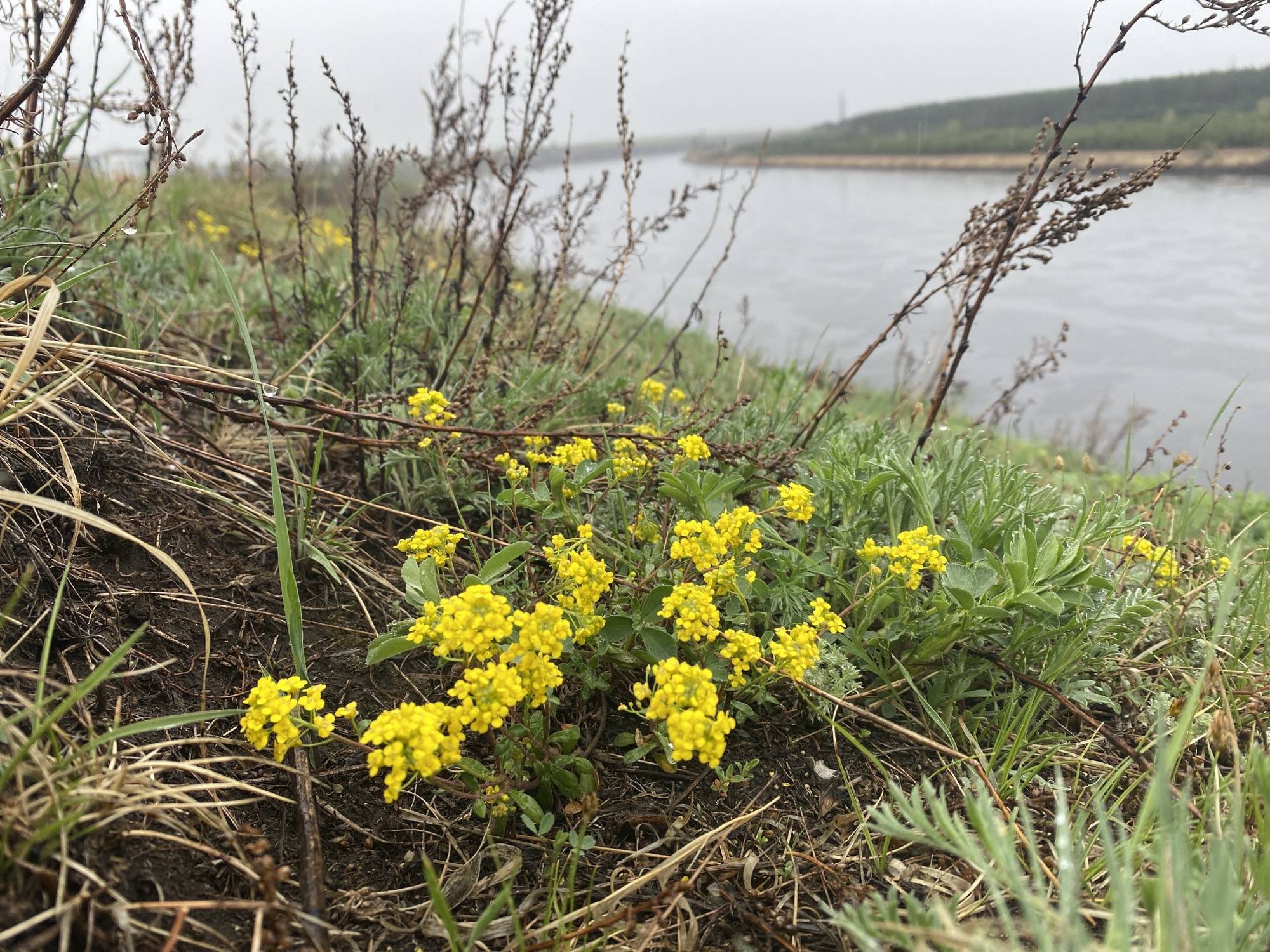 The image depicts a patch of yellow Alyssum flowers growing on a hillside overlooking a body of water, likely a river or lake. The scene is likely in Novomaltinsk, Russia. The day appears overcast and possibly rainy, as the sky is gray and the light is subdued. In the background, across the water, is a strip of land covered in trees. The foreground shows soil and vegetation, with a mix of dead grass, green grass, and brown stems of plants.