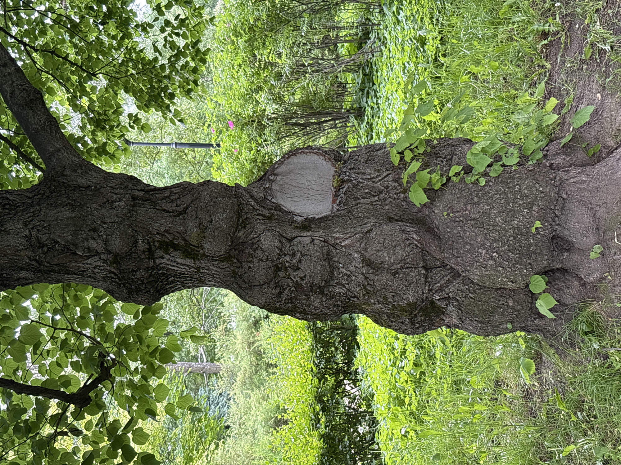 A medium shot captures the gnarled trunk of a large tree in what appears to be a park in Saint Petersburg, Russia. The tree's bark is deeply fissured and exhibits bulbous growths, with a distinct, oval-shaped scar of lighter wood visible on its surface. Lush green foliage drapes from the upper branches, obscuring a portion of the sky. In the background, dense green bushes and a variety of plants create a verdant landscape. A lamppost is partially visible behind the tree, and a few small pink flowers dot the shrubbery. The ground is covered in grass and scattered leaves. No people are present in the image.