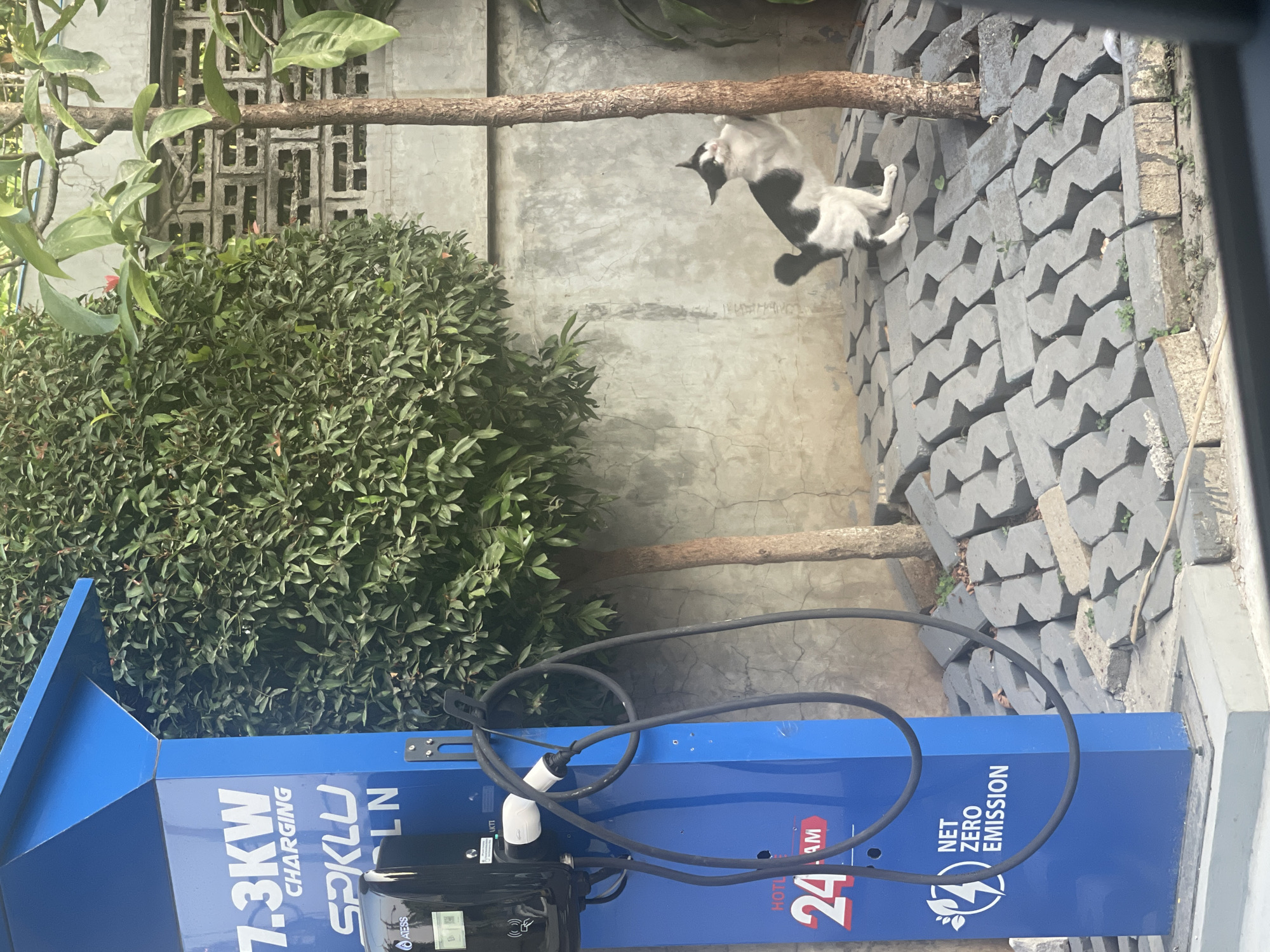 The image shows an outdoor scene in North Jakarta, Indonesia, featuring an electric vehicle charging station. The bright blue charging station is branded with "7.3KW CHARGING" and "SPKLN", with "HOTLINE 24 AM" and "NET ZERO EMISSION" text visible lower down. A black charging cable is coiled and hanging from a hook on the station. In front of the charging station, there is a small tree with a slender brown trunk. A black and white cat is actively climbing or scratching the trunk of this tree, with its hind legs extended and front paws gripping the bark. The ground surrounding the charging station and the tree is paved with grey interlocking concrete blocks, some of which are slightly askew and have small plants growing between them. Behind the charging station and the tree, there is a dense green hedge and a concrete wall with a decorative pattern of rectangular openings. The overall environment appears to be a well-maintained outdoor area, likely a public space or commercial property.