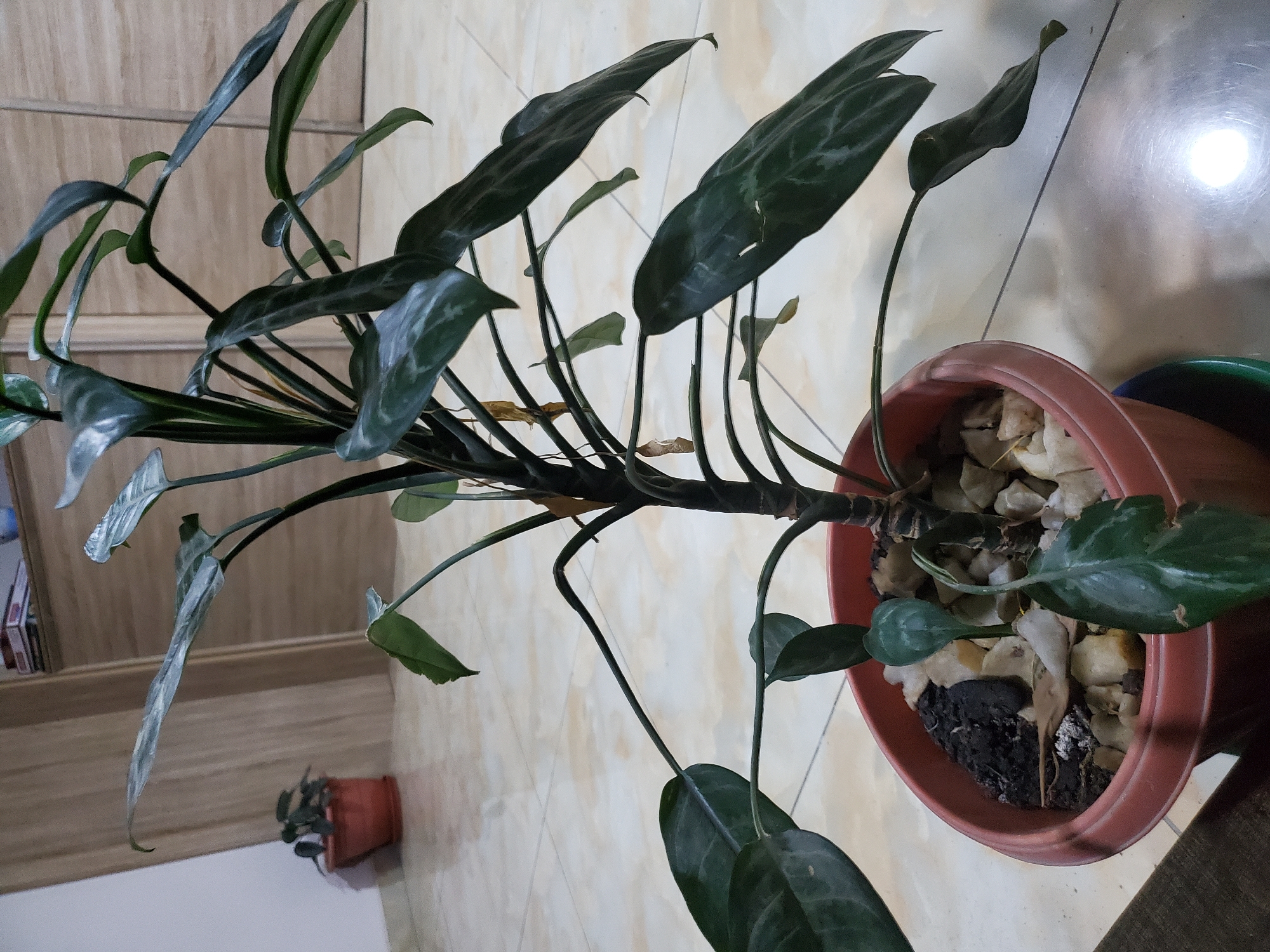 An indoor potted plant, likely an Aglaonema, is pictured from a low angle, focusing on its dark green, elongated leaves with silver variegation. The plant is in a reddish-brown plastic pot filled with soil and decorative white stones. The background consists of a tiled floor and wooden cabinetry. A smaller potted plant is visible further back on the left. The lighting suggests an indoor environment, possibly a home or office in Jos, Nigeria, given the context. There are no people or specific actions depicted.