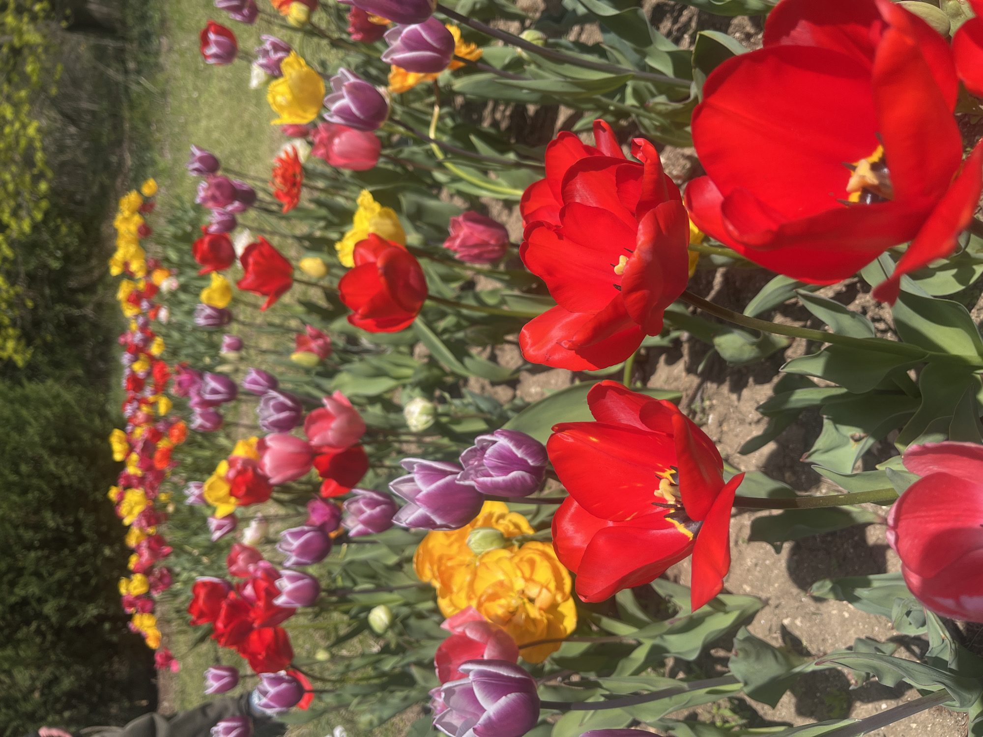 A row of colorful tulips in varying shades of red, yellow, and purple stretches into the distance. The flowers are in full bloom, with their petals wide open. Green leaves surround the flowers, providing a vibrant contrast to the colorful petals. The ground is visible between the plants, appearing to be a mix of soil and small stones. The location cannot be definitively determined to be Varna, Bulgaria based on the image alone.