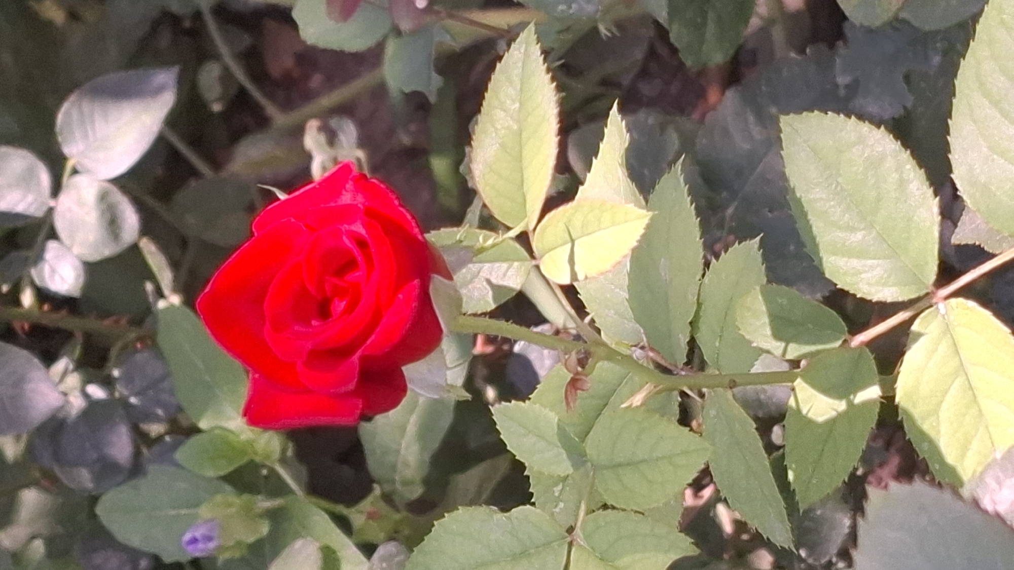 A close-up, vertical shot captures a vibrant red rose in bloom, its petals tightly furled in the center and unfurling outwards. The rose is positioned on the right side of the frame, with its stem visible and supporting leaves on either side. The leaves are a healthy green, some with serrated edges, and appear to be catching the sunlight, creating a slight sheen. In the upper left corner, a small, unopened purple bud is visible, hinting at future blooms. The background is a soft blur of green foliage and hints of brown earth, suggesting an outdoor garden setting. The image does not depict any people, actions, or interactions. The location is specified as Шұбарсу, Kazakhstan, but this is not visually verifiable from the image itself.