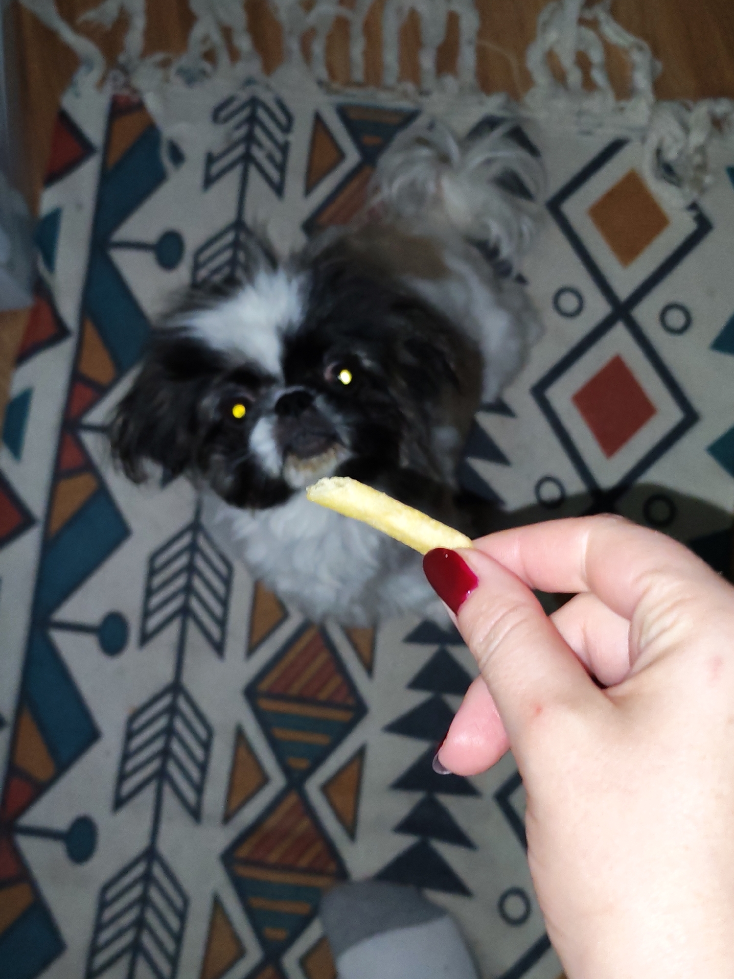 A Shih Tzu dog with black and white fur and bright yellow eyes is being offered a french fry by a person's hand. The dog is looking up at the fry, with its mouth slightly open. The scene appears to be indoors, with a rug featuring a geometric pattern on the floor. The hand holding the fry has red nail polish on its fingernails. The overall impression is a candid shot of a dog being treated. The location is not discernible from the image.