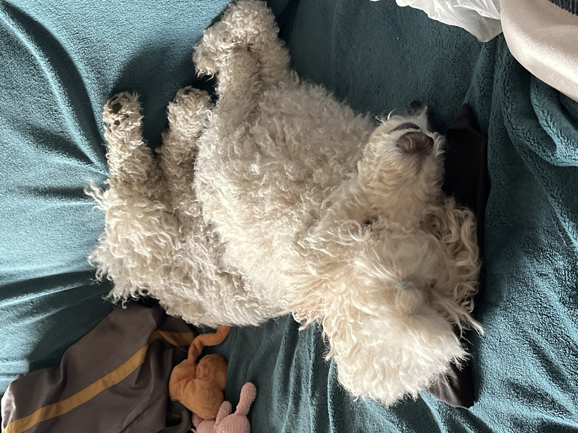 A medium-sized white dog with curly fur lies on its back on a teal-colored textured surface, possibly a blanket or bedspread. The dog's paws are raised in the air. A brown and yellow article of clothing rests near the dog, along with a light orange and a pink plush toy. The location is Unknown, Unknown.