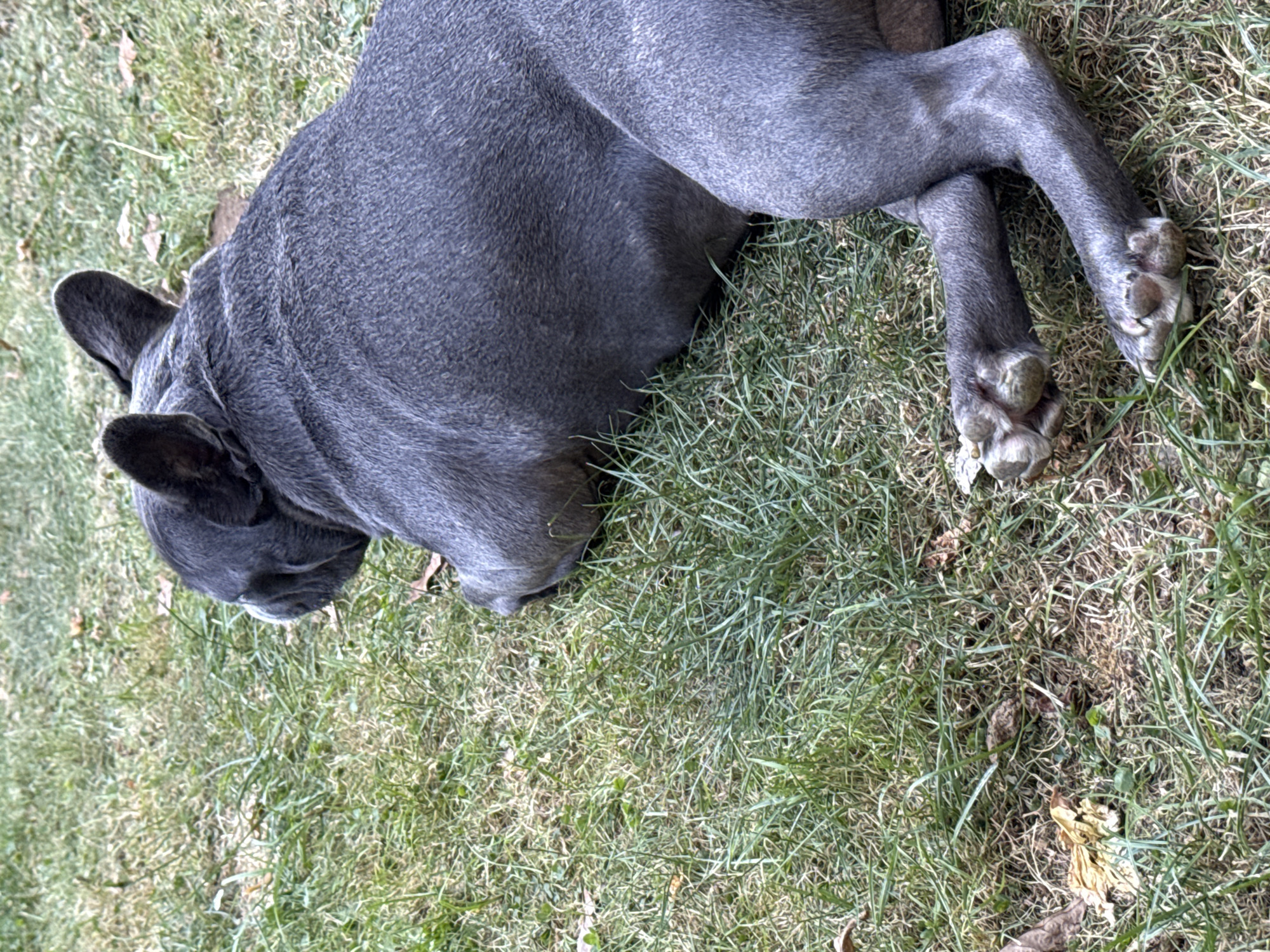 A gray French bulldog is lying on its side in the grass in Bad Sachsa, Germany. The dog is facing away from the camera, with its head turned to the left. Its legs are splayed out, and its paws are visible. The grass is green and somewhat dry, with a few fallen leaves scattered around. The lighting suggests it is daytime.