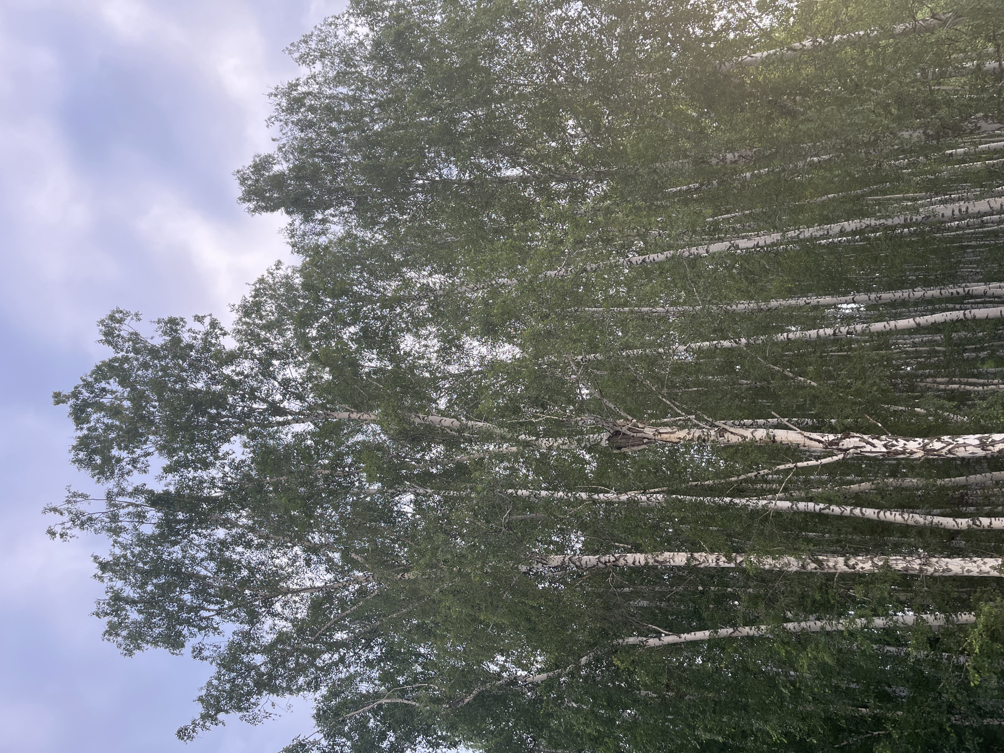 The image depicts a dense grove of birch trees, their white and black striped bark contrasting with the lush green foliage. The trees are tall and slender, reaching towards a pale, cloudy sky. The perspective is from below, looking up into the canopy, creating a sense of immersion in the forest. There are no people or animals visible in the scene. The lighting suggests it is either early morning or late afternoon, with a soft glow filtering through the leaves. The environment appears natural and undisturbed, typical of a woodland area. The location is identified as being in the city of Prigorodny, Russia, likely a park or natural reserve within or near the city.
