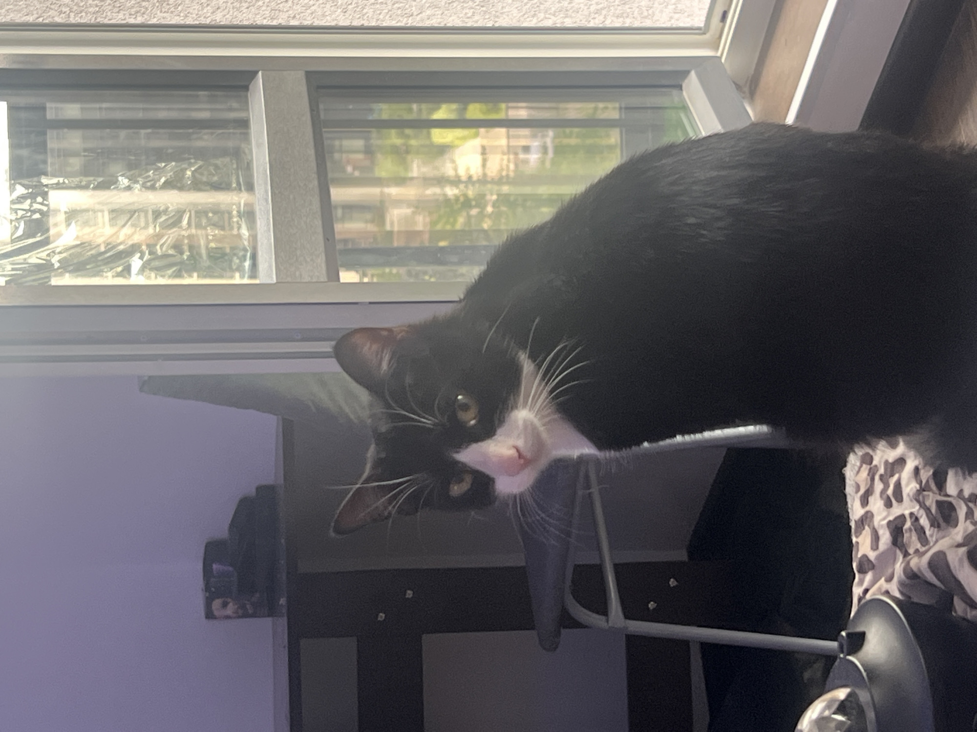 A black and white tuxedo cat is captured looking directly at the camera with a curious expression, its head slightly tilted. The cat's white muzzle, prominent whiskers, and pink nose stand out against its black fur and yellow eyes. It appears to be positioned on a surface, possibly a window ledge or furniture, next to a window.
The background shows an indoor setting illuminated by natural light from the window, suggesting daytime. Through the window, an outdoor scene is visible, featuring parts of what appear to be urban buildings and some green foliage. Within the window panes, a crinkled, reflective material, possibly for insulation or shading, can be seen. To the left, a purple-hued wall or surface is visible, and further back, a dark piece of furniture or shelving holds a small, dark object, possibly a framed picture. Underneath the cat and to the right, a patterned fabric, resembling a leopard print, is partially visible. No text is visible in the image.