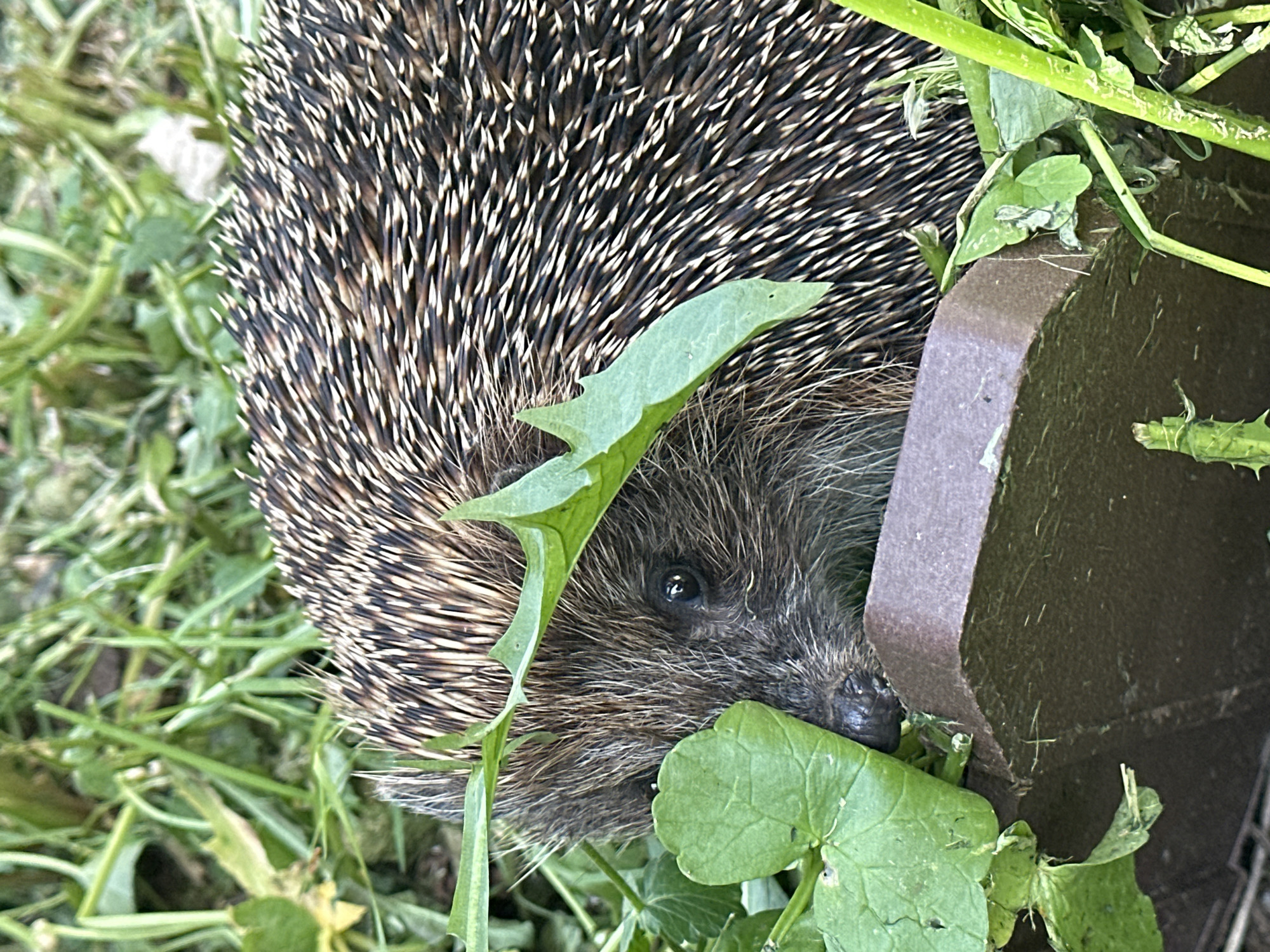 A hedgehog is partially hidden among green leaves, foliage, and a brown structure. The hedgehog's spines are visible along its back, and its face is partially obscured by a green leaf. The setting suggests an outdoor environment, possibly a garden or natural area. There is no indication in the image that indicates the location is Nizhny Novgorod.
