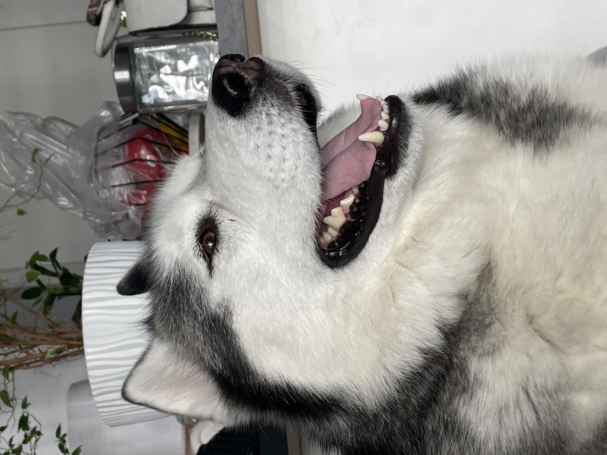 This is a close-up, portrait-style, eye-level photograph of a husky dog. The dog is looking up and to the right with its mouth wide open in a yawn or pant. Its tongue is pink and visible, and its teeth are white and sharp. The dog has striking black and white fur, typical of the husky breed, with a black mask around its eyes and muzzle. One eye is clearly visible, a deep brown color.
In the background, there are hints of an indoor setting. To the left, a clear plastic bag with red objects inside can be seen, along with some dried branches and green leaves from a plant. Above that, there are glimpses of metallic objects, possibly part of a machine or appliance, with reflective surfaces. To the right of the dog's head, a white cylindrical object with a ribbed texture is visible, possibly a lamp or a decorative item.
The lighting appears to be artificial, suggesting the photograph was taken indoors. The overall mood is candid and relaxed, capturing a natural moment of the dog. There is no visible text in the image.