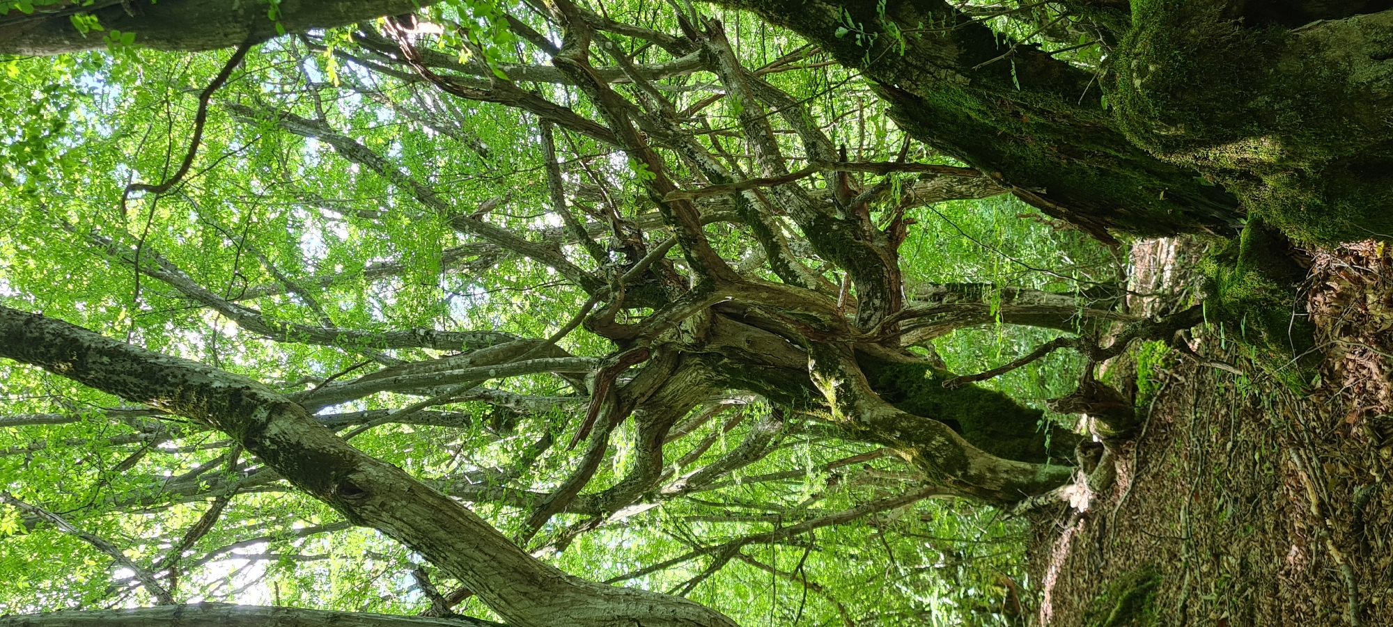 The image depicts a dense, sun-dappled forest with predominantly green foliage and moss-covered trees. The foreground features a forest floor covered in fallen leaves and branches. The central area of the image is dominated by an ancient, gnarled tree with thick, twisted branches extending outwards, many of which are also covered in moss. The background is filled with more trees, creating a sense of depth and enclosing the scene. The lighting suggests it is daytime, with sunlight filtering through the canopy. The scene is devoid of any visible people or animals. The location is specified as Lopian, Bulgaria.