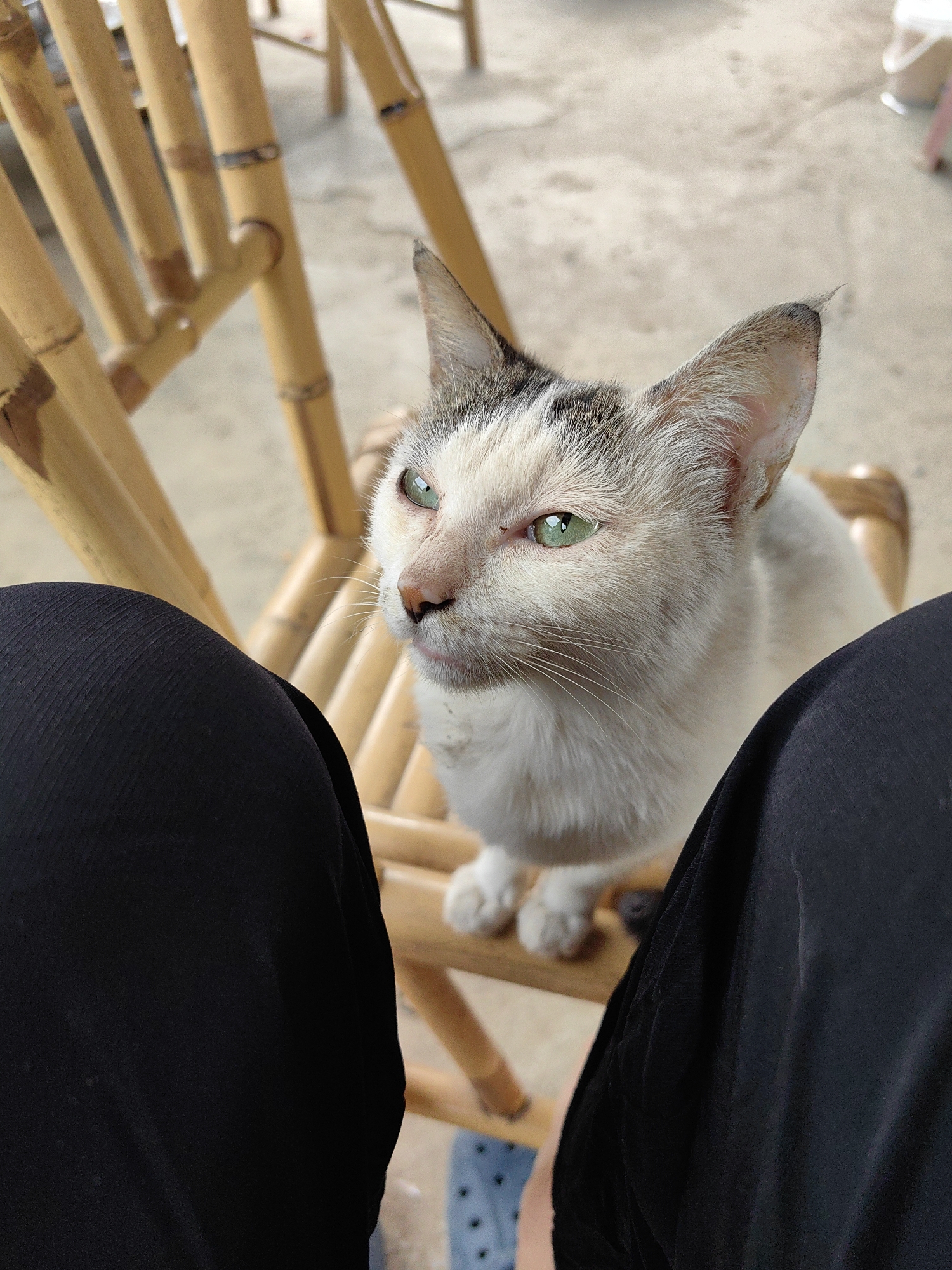 In Xã Đàm Thủy, Vietnam, a white cat with gray markings sits on a bamboo chair between the legs of a person wearing black pants. The cat has green eyes. The chair is made of light-colored bamboo. The background shows a concrete surface. The person is seated.