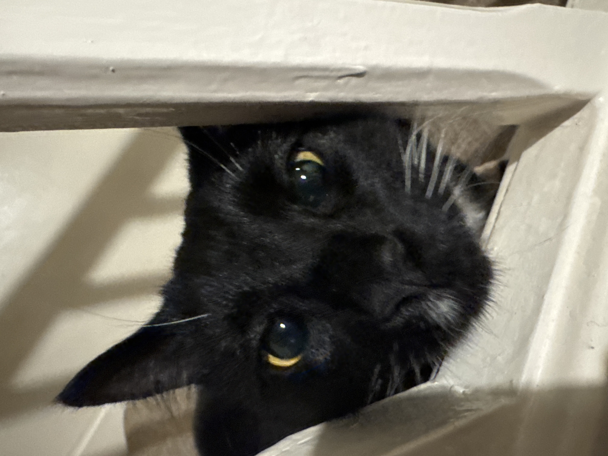 A black cat's face is positioned upside down, peering through a gap between what appears to be white painted wooden slats. The cat's eyes are visible, reflecting light, and its nose and whiskers are also noticeable. The surrounding environment is out of focus. There is no indication of the city of Desborough, United Kingdom.