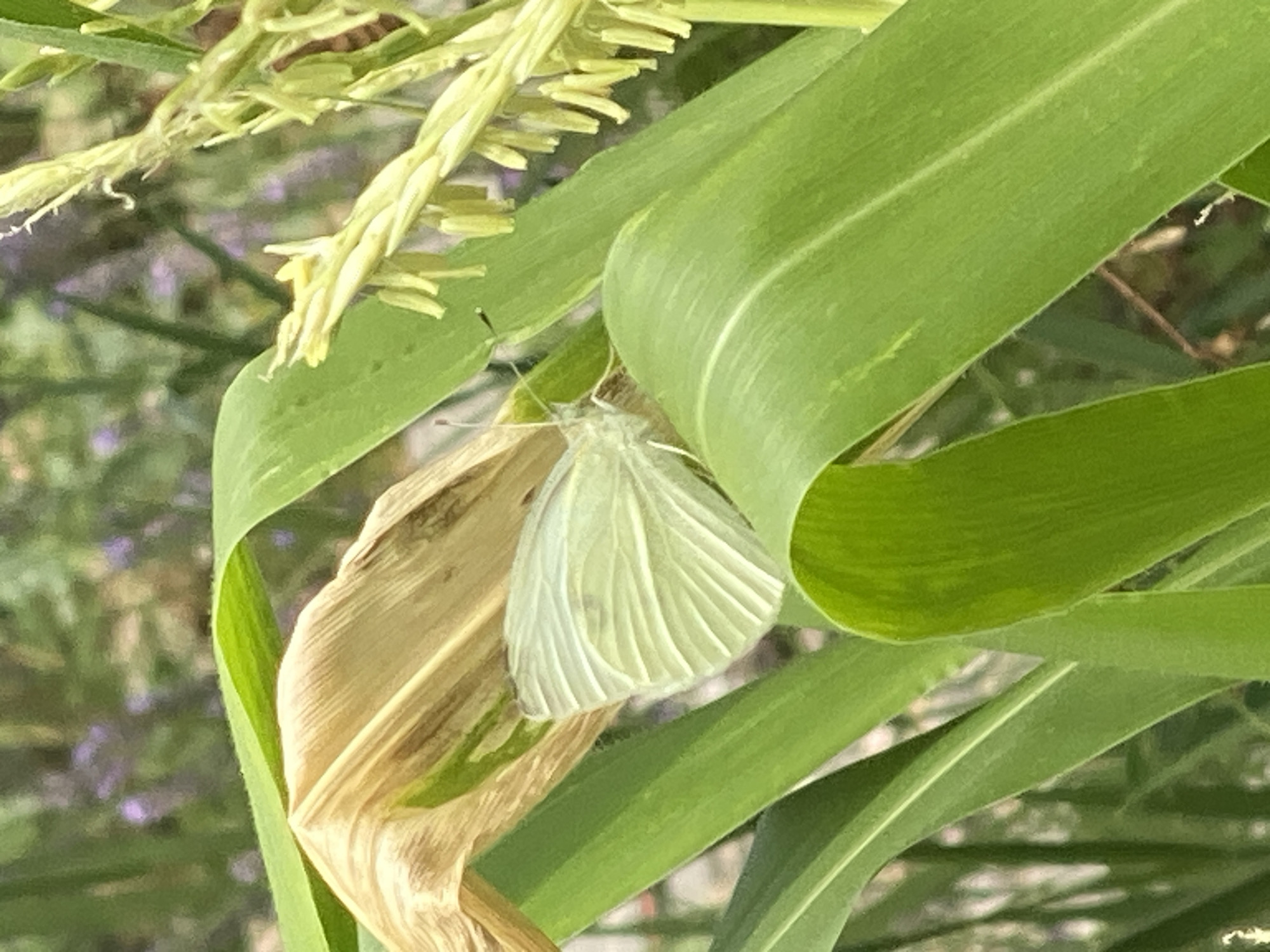 A white butterfly is resting on a dry, tan leaf near green corn stalks in a garden in Purkersdorf, Austria. The butterfly's wings are partially open, revealing delicate veins. In the background, blurred green foliage and hints of purple flowers suggest a natural outdoor setting. The image is a close-up shot, focusing on the butterfly and its immediate surroundings.