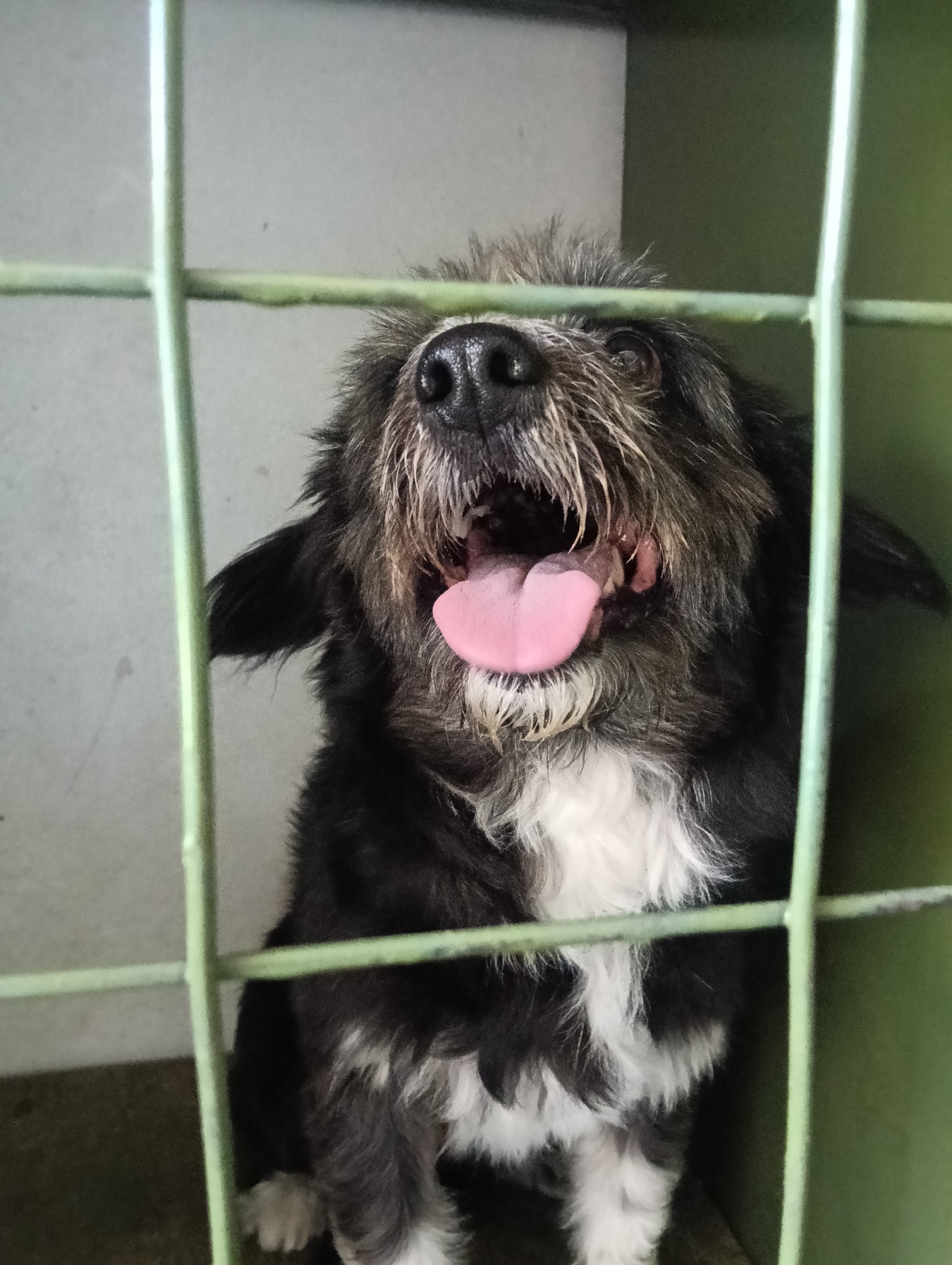 A black and white scruffy dog is depicted in a close-up, framed by green metal bars of an enclosure. The dog has shaggy dark fur on its head, back, and ears, with white fur prominently displayed on its chest, chin, and lower legs. Its nose is black and wet. The dog is looking upwards with its mouth wide open, revealing a bright pink tongue fully extended, suggesting it is panting. Its eyes are largely obscured by its shaggy brow fur as it gazes upwards.
The background consists of plain walls, with a light grey or beige wall visible to the left and a darker green wall to the right. The green metal bars, blurred in the foreground, create a grid-like pattern over the dog, indicating it is contained within a kennel or cage. The overall lighting suggests an indoor or sheltered environment. There is no visible text in the image. The scene likely takes place at an animal shelter or similar facility, given the context of Nairobi, Kenya. The dog appears alert and expressive, possibly reacting to something outside its enclosure.