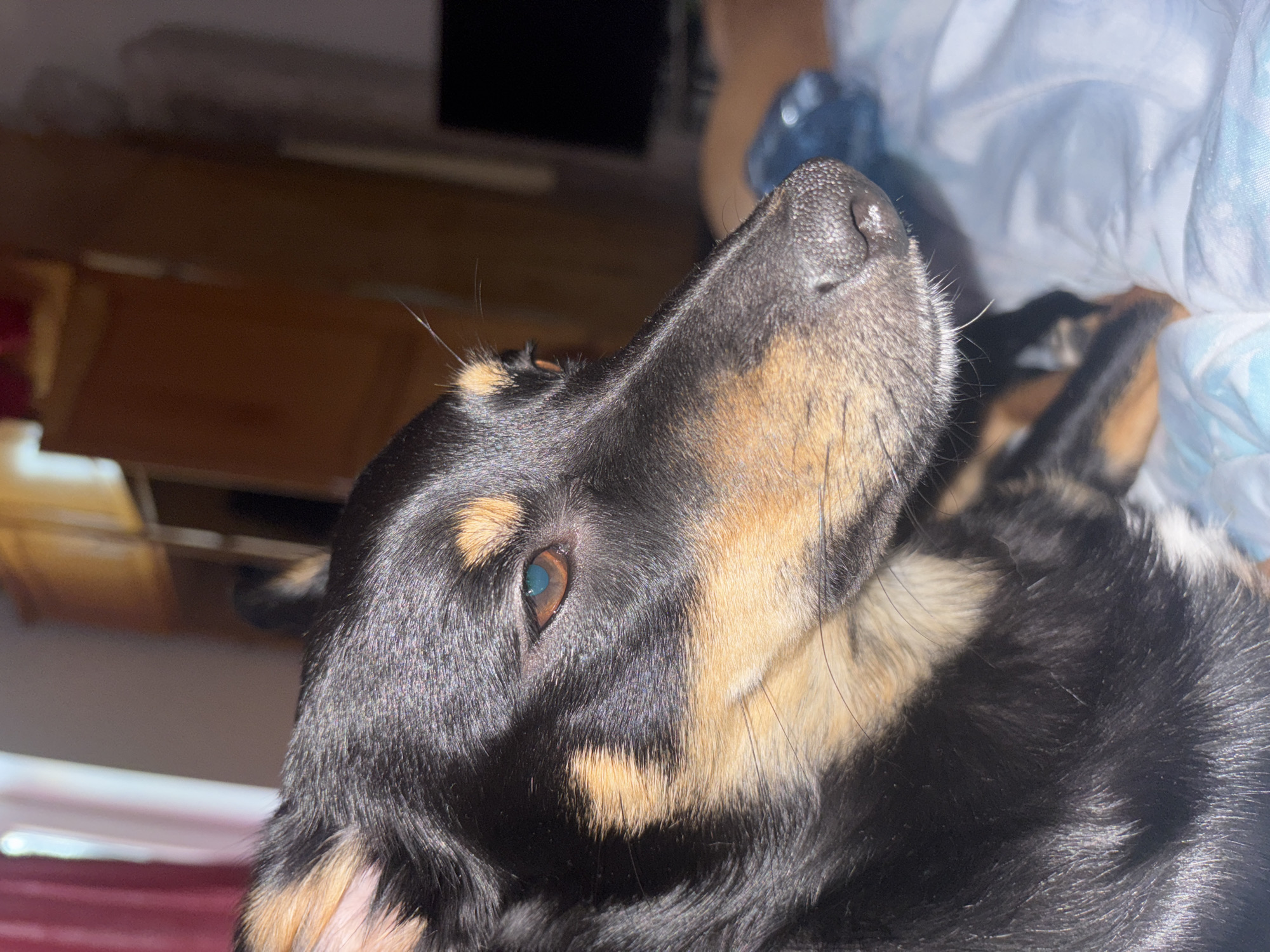 A close-up shot of a dog's head, primarily black and tan, with its nose pointing upwards. The dog is lying on what appears to be bedding. In the blurred background, there is furniture, potentially a cabinet or dresser. The location is not identifiable as Sofia, Bulgaria based solely on the image.