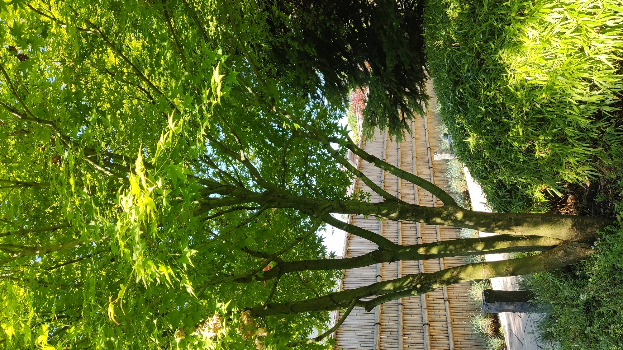 The image shows a serene, sun-drenched garden scene. The primary subject is a multi-trunked Japanese maple tree, its vibrant green leaves catching the sunlight, creating a dappled effect on the ground below. The tree's branches spread widely, some reaching towards a dense cluster of lush green bamboo on the right side of the frame. In the background, a traditional bamboo fence forms a textured wall, its horizontal slats illuminated by the bright sunlight. A pathway, also made of what appears to be bamboo or a similar material, is visible beneath the tree and extending along the fence.
The overall impression is one of tranquility and natural beauty, suggesting a peaceful outdoor setting. The bright sunlight indicates it is daytime, likely mid-morning or afternoon, with clear weather. The presence of Japanese maple and bamboo, along with the bamboo fencing, hints at an East Asian garden design, possibly a Japanese-inspired garden. There is no visible text in the image. The scene evokes a sense of calm and natural splendor.