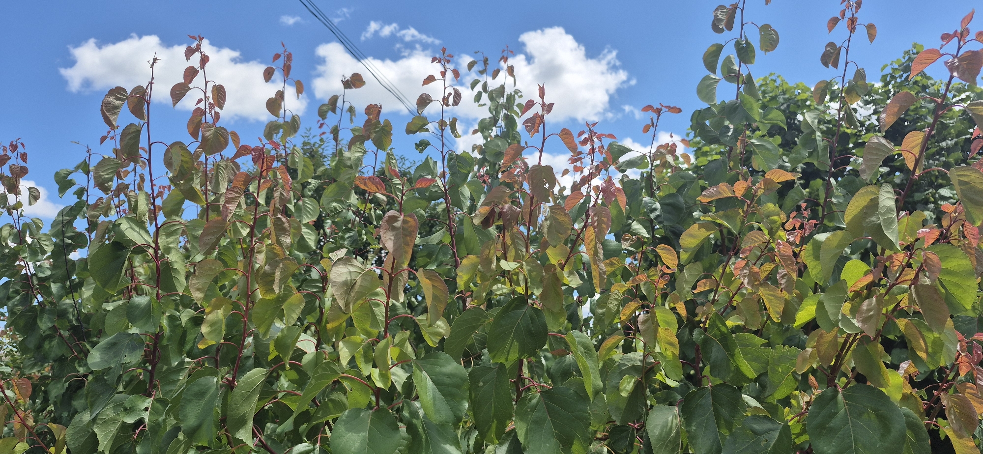 The image displays a dense thicket of young trees or shrubs with green and reddish-brown leaves against a bright blue sky dotted with white clouds. The foliage is lush and vibrant, with many upright stems reaching towards the sky. In the upper portion of the image, thin black electrical wires are visible, strung across the sky. The scene appears to be an outdoor environment, possibly a garden or a rural area. Based on the provided context, this is likely a scene from Ivancea, Moldova, suggesting a natural landscape within or near the city.