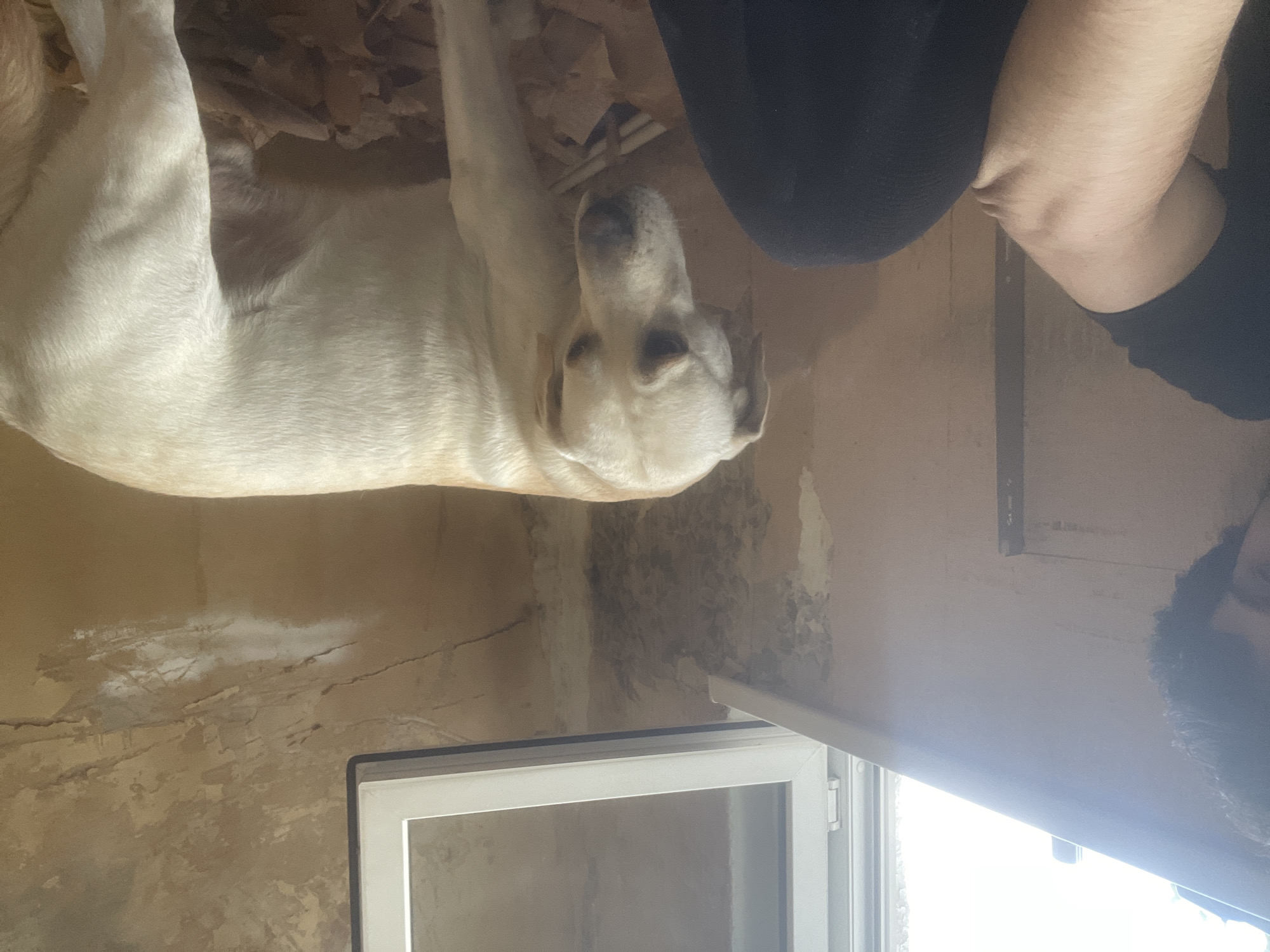 A light-colored Labrador Retriever stands on what appears to be a construction site in Tbilisi, Georgia. The dog is looking down and to its left, with its tail partially visible to the right. In the foreground, a person's arm and knee are visible, wearing black clothing. The background features a window with white trim and a wall with peeling wallpaper and visible cracks, suggesting an unfinished or renovated space. The lighting is bright, coming from the window, and casts a soft glow on the scene.