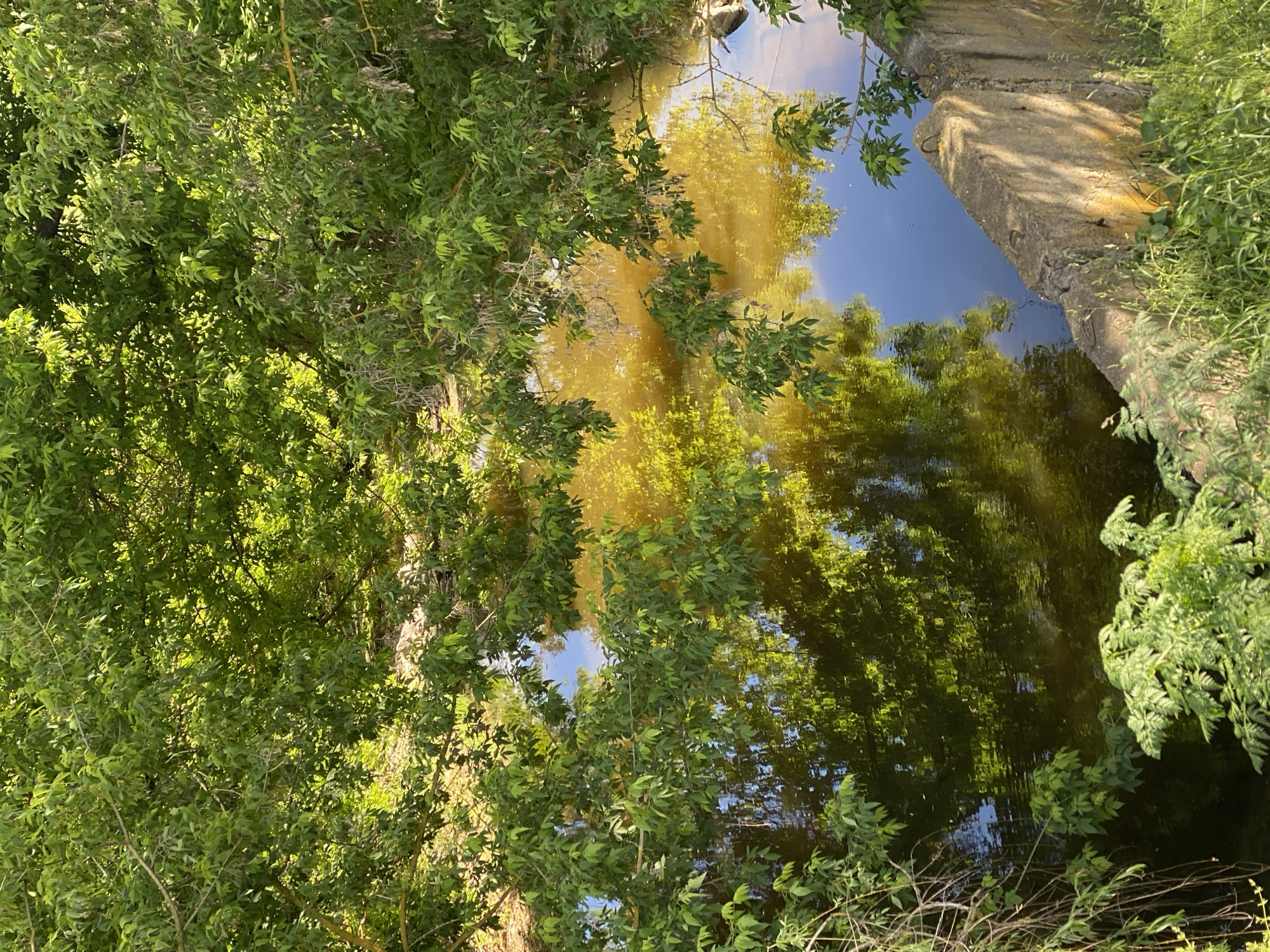 The image shows a canal or waterway in a natural setting in Ustyvytsia, Ukraine. On the left and right, lush green foliage from trees and plants overhang the water's edge. The surface of the water reflects the surrounding trees and sky, creating a distorted yet clear reflection. A concrete structure sits at the edge of the water on the right side of the frame, and a small patch of blue sky is visible in the reflection on the water. No people are visible.