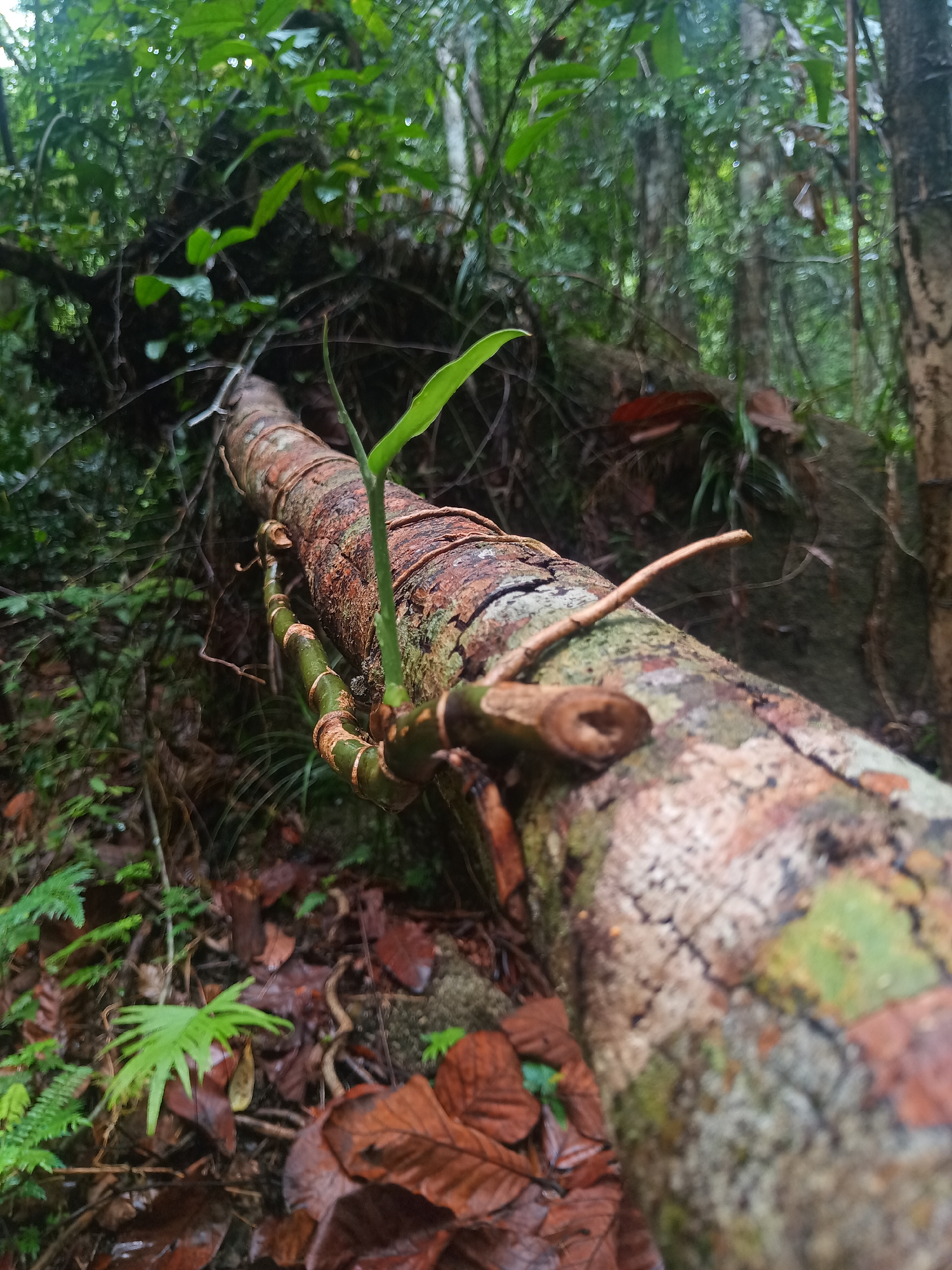 The image depicts a fallen tree in a forest in Baan Thong Nang, Thailand. The tree is covered in moss and lichen, indicating a humid environment. A small green plant is sprouting from the fallen tree. The forest floor is covered in dead leaves and small ferns. The background is dense with trees and foliage.